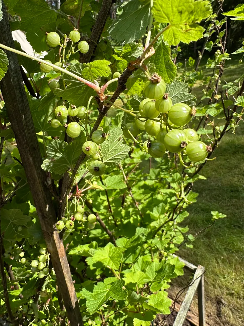 Fritidshus, Gribbyvägen 107, Gribby, Norrtälje