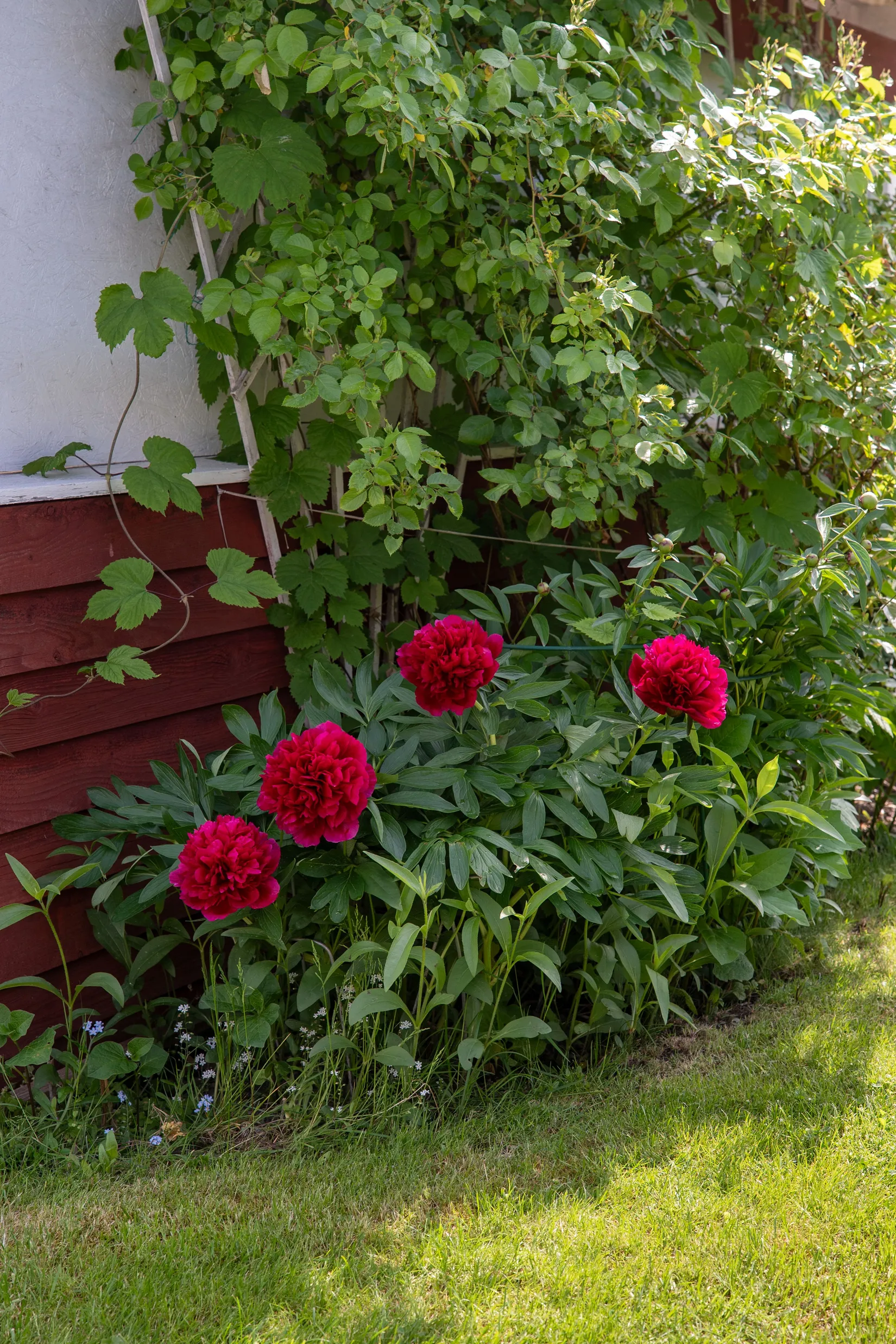 Fritidshus, Ådala Koloniområde nr. 123 (Rosenvägen 123), Johannelund, Linköping