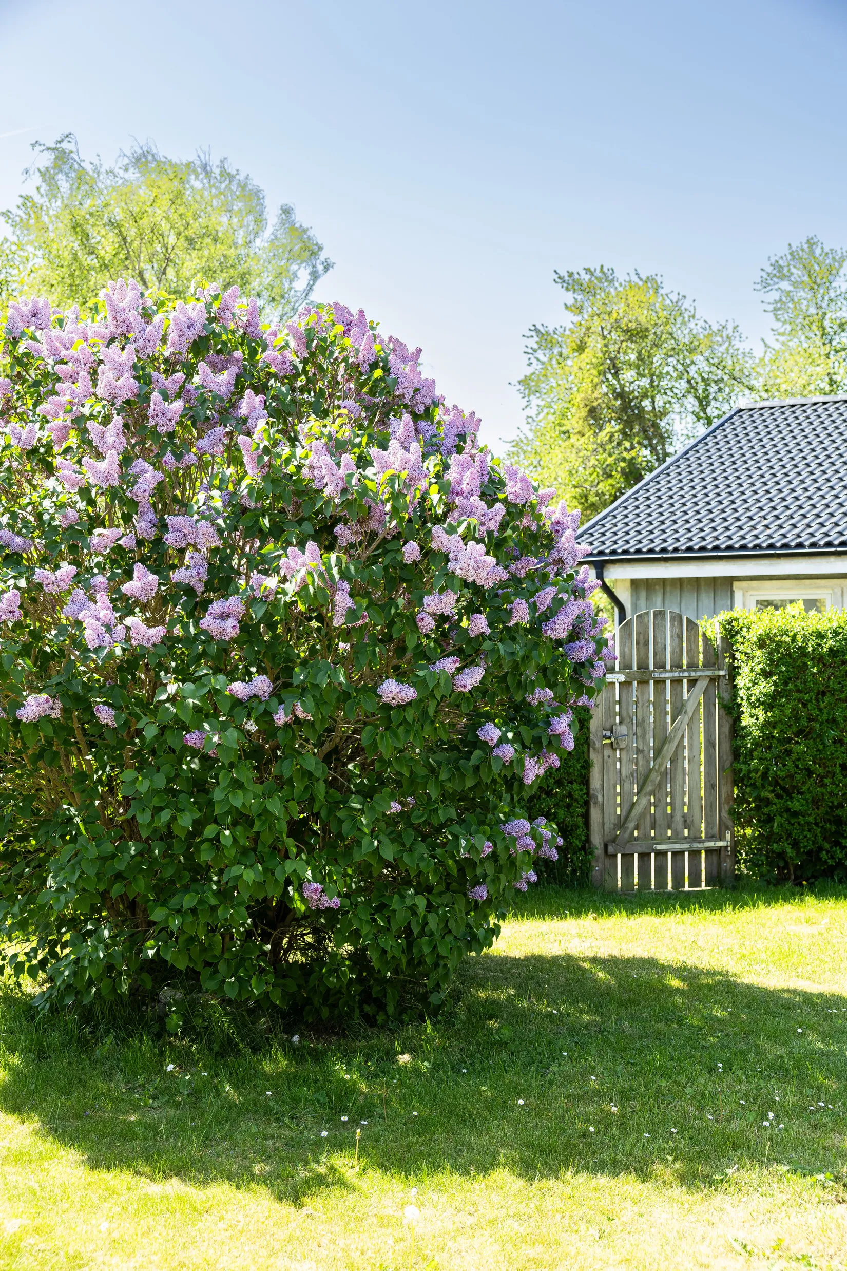Bostadsrätt, Radhus, Falkgatan 13B, Simrishamn