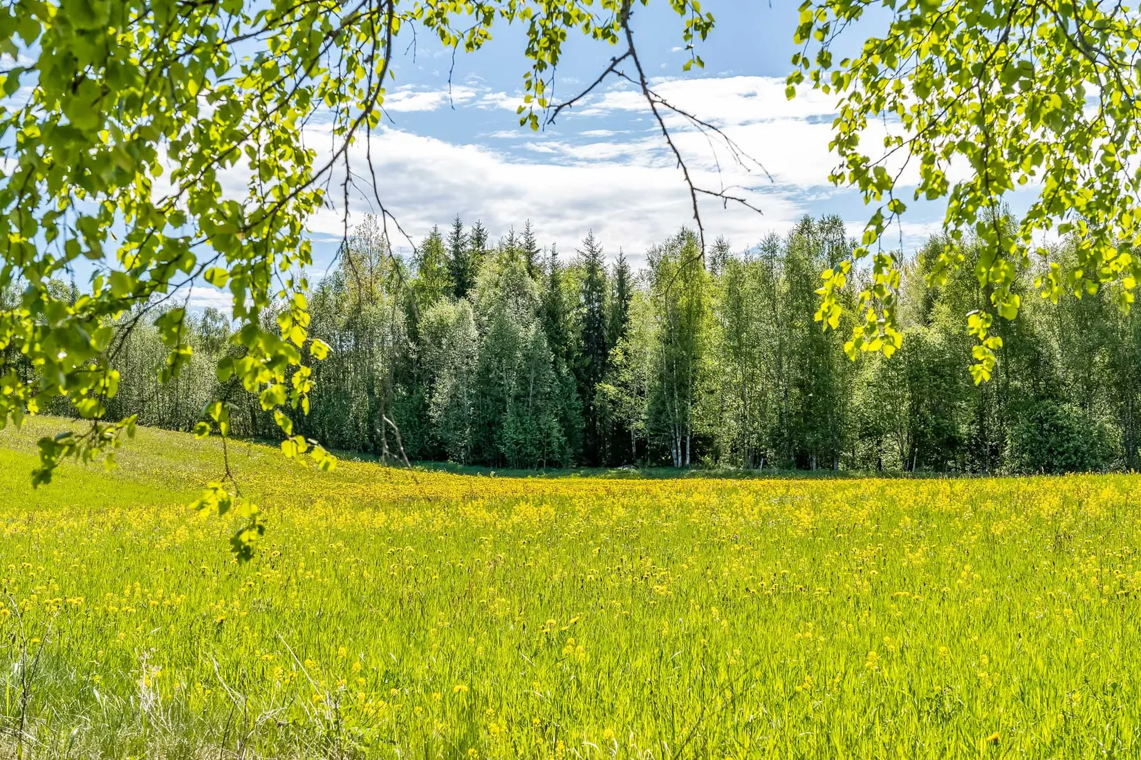 Gård/Skog, efter Skärbäcksvägen, Rättvik