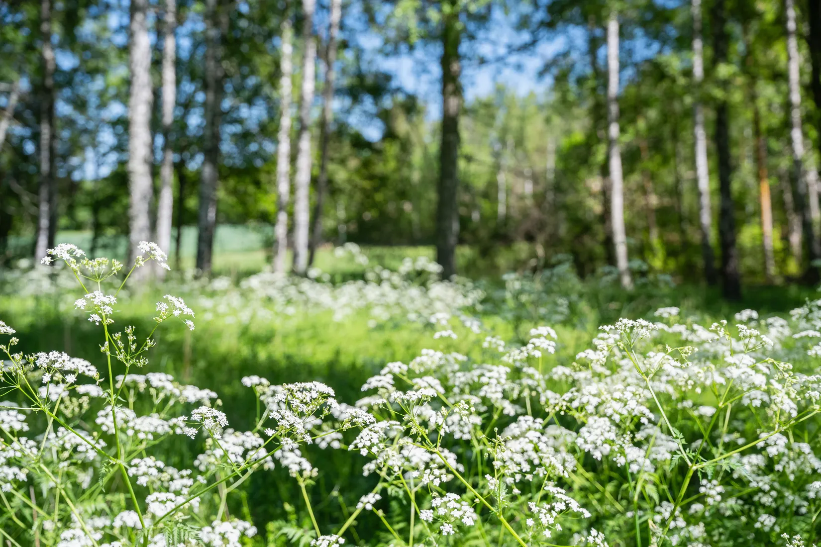 Fritidshus, Sidus Ektorpet, Djurön, Norrköping
