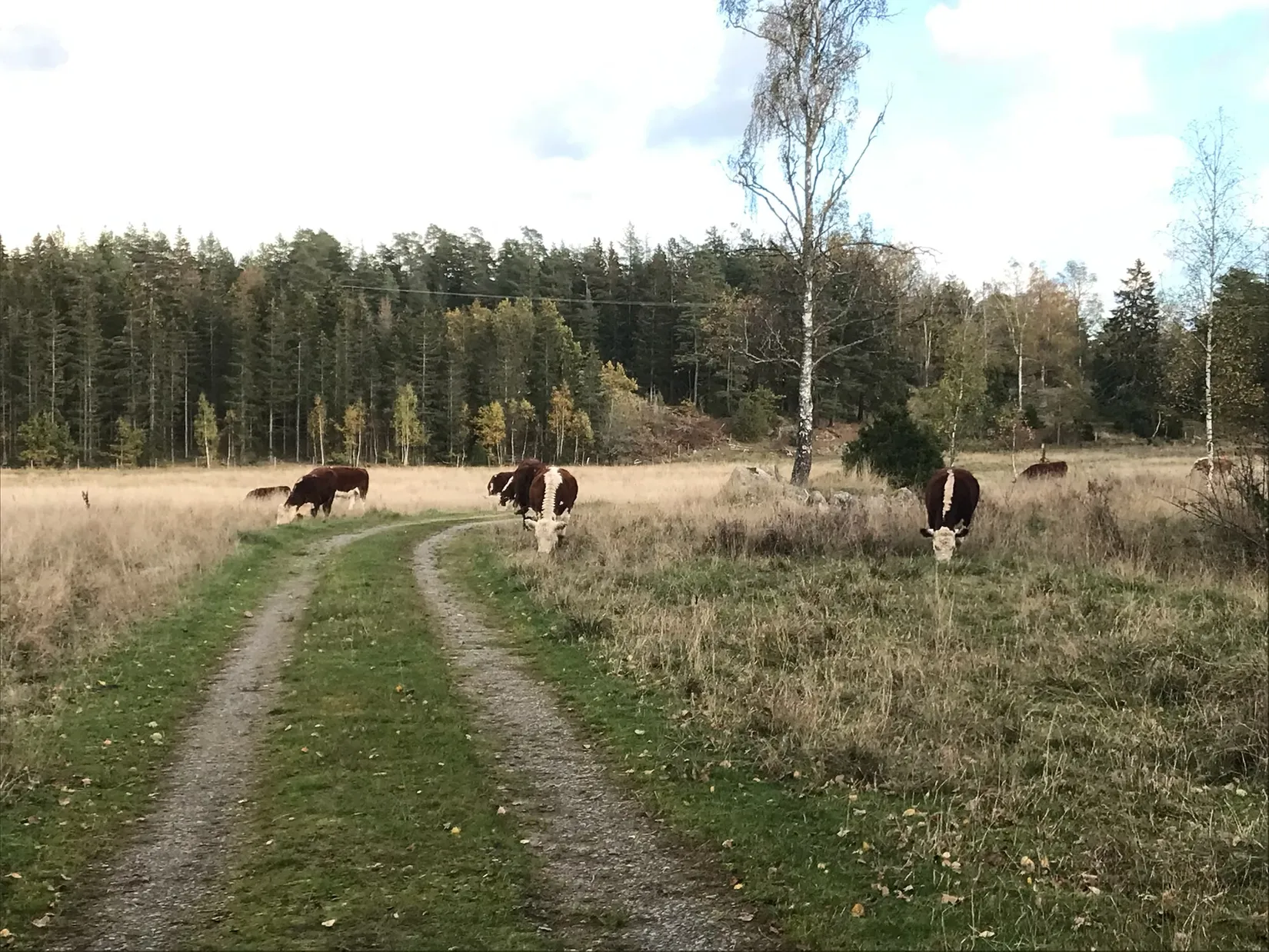 Bostadsrätt, Våreldsvägen 3A, Markplan, Sturefors, Linköping