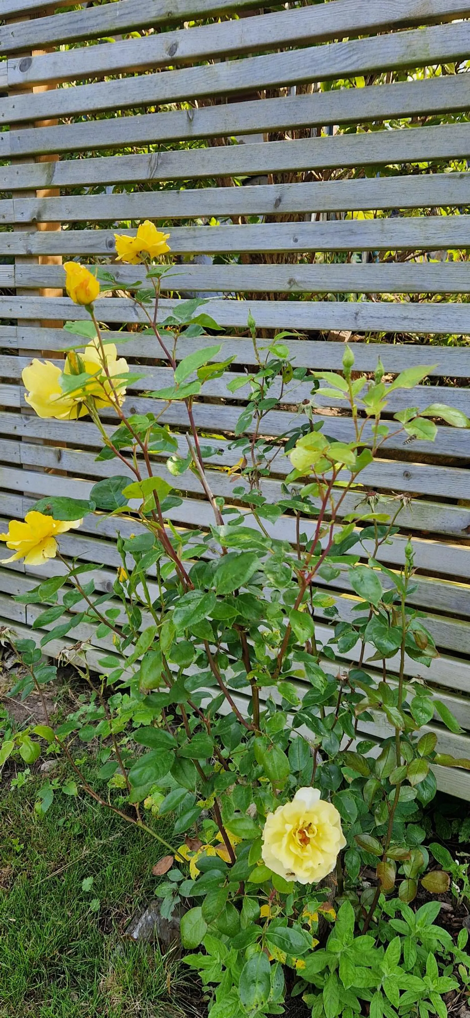 Fritidshus, Komstadsvägen 15, Komstad, Simrishamn