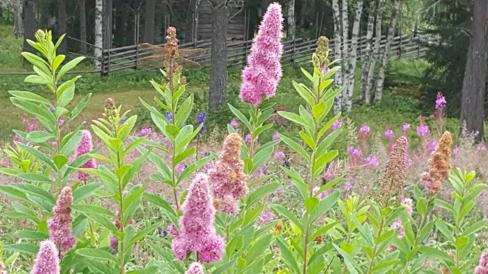 Fritidshus, Högsta 275, Hallenbygden, Åre
