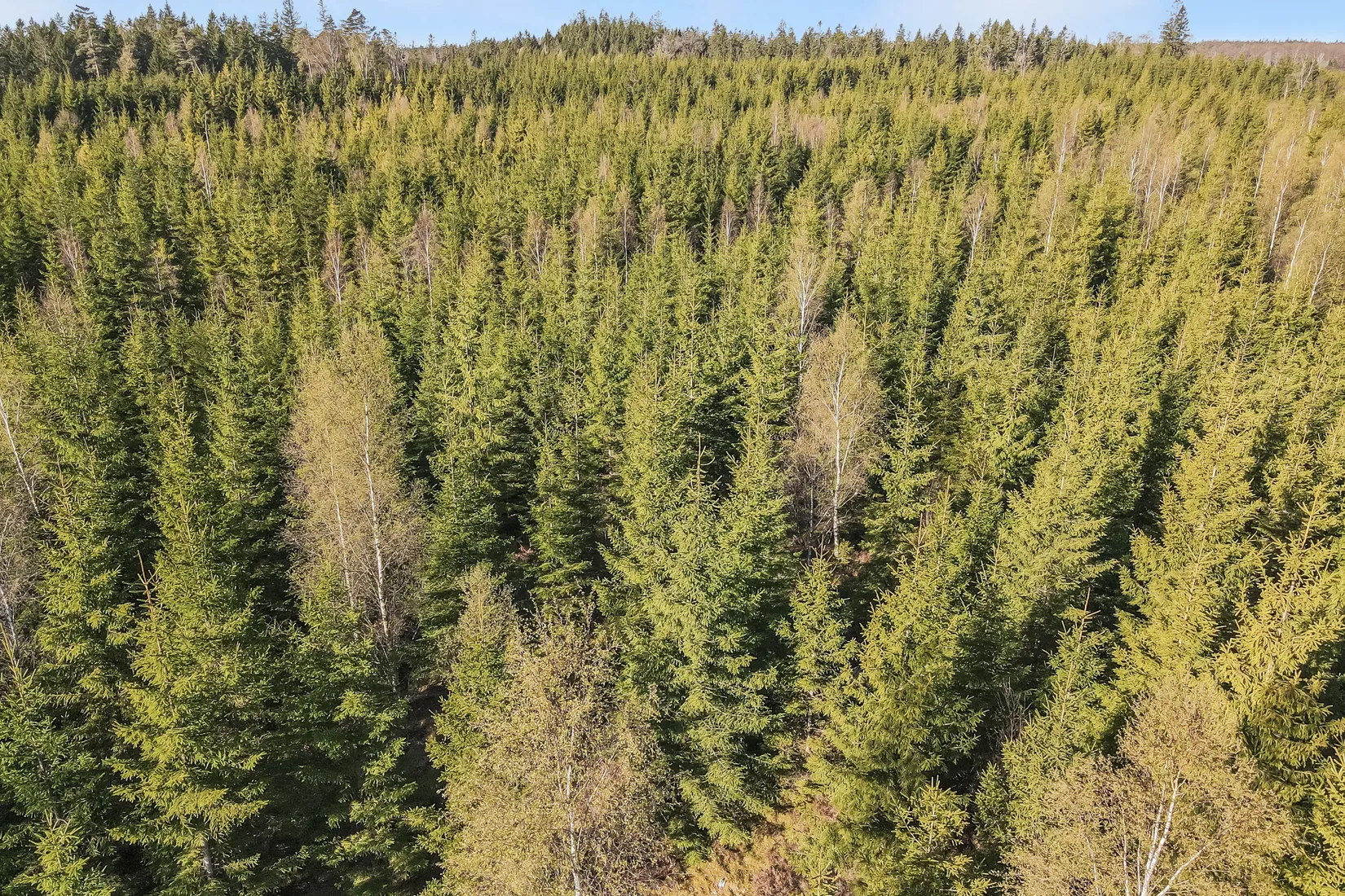 Gård/Skog, Hallaböke 7650, Hallaryd, Älmhult
