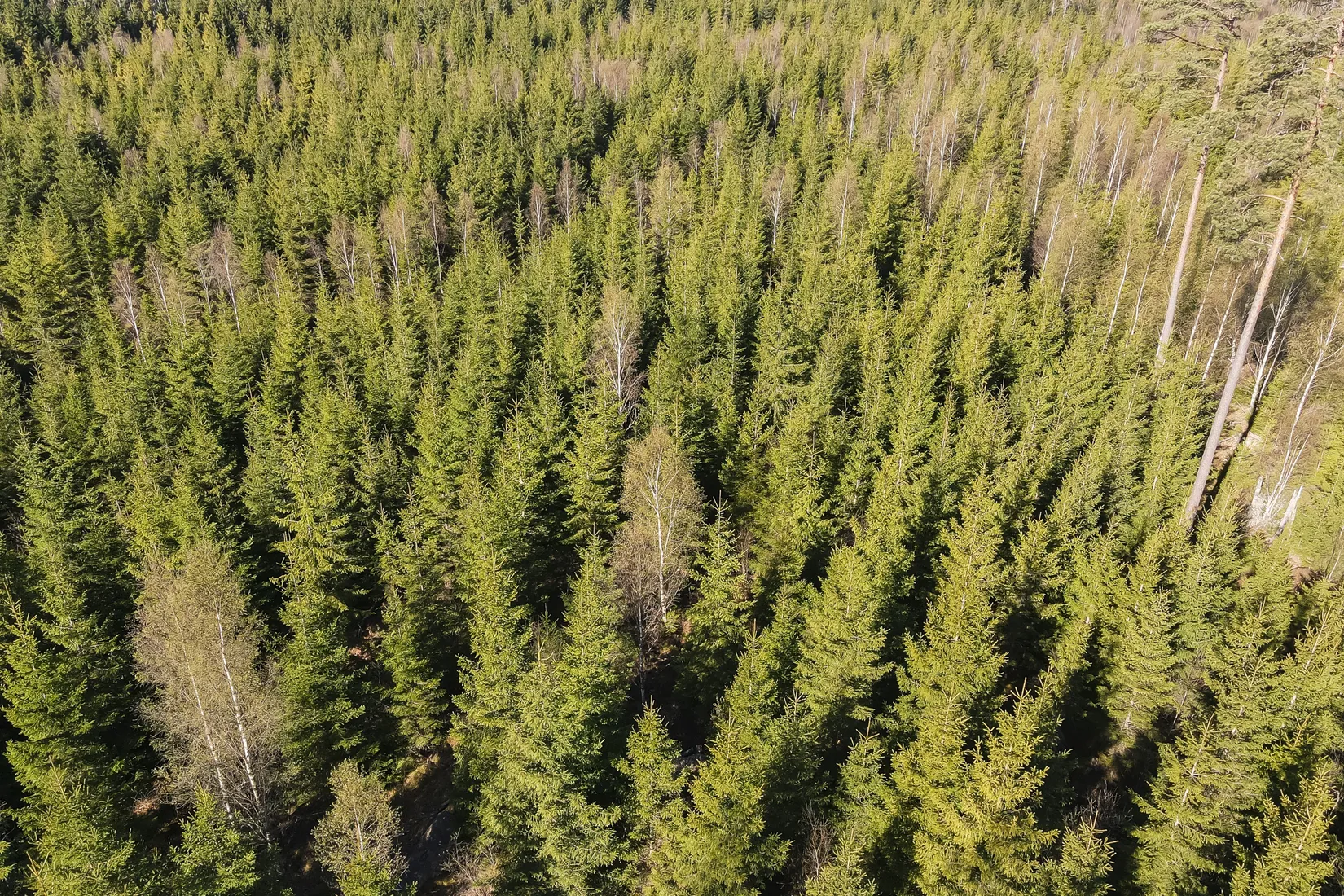 Gård/Skog, Hallaböke 7650, Hallaryd, Älmhult
