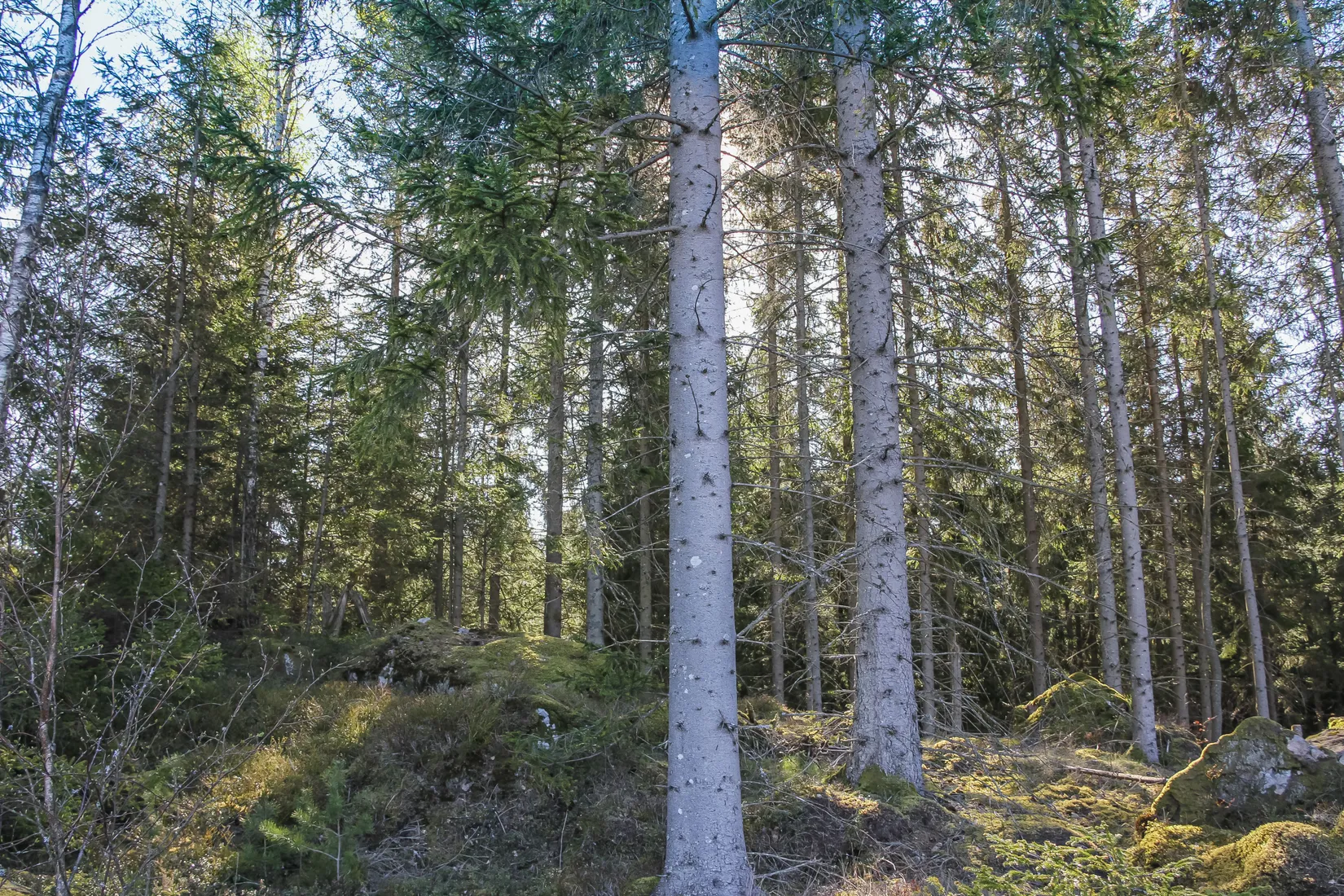 Gård/Skog, Hallaböke 7650, Hallaryd, Älmhult