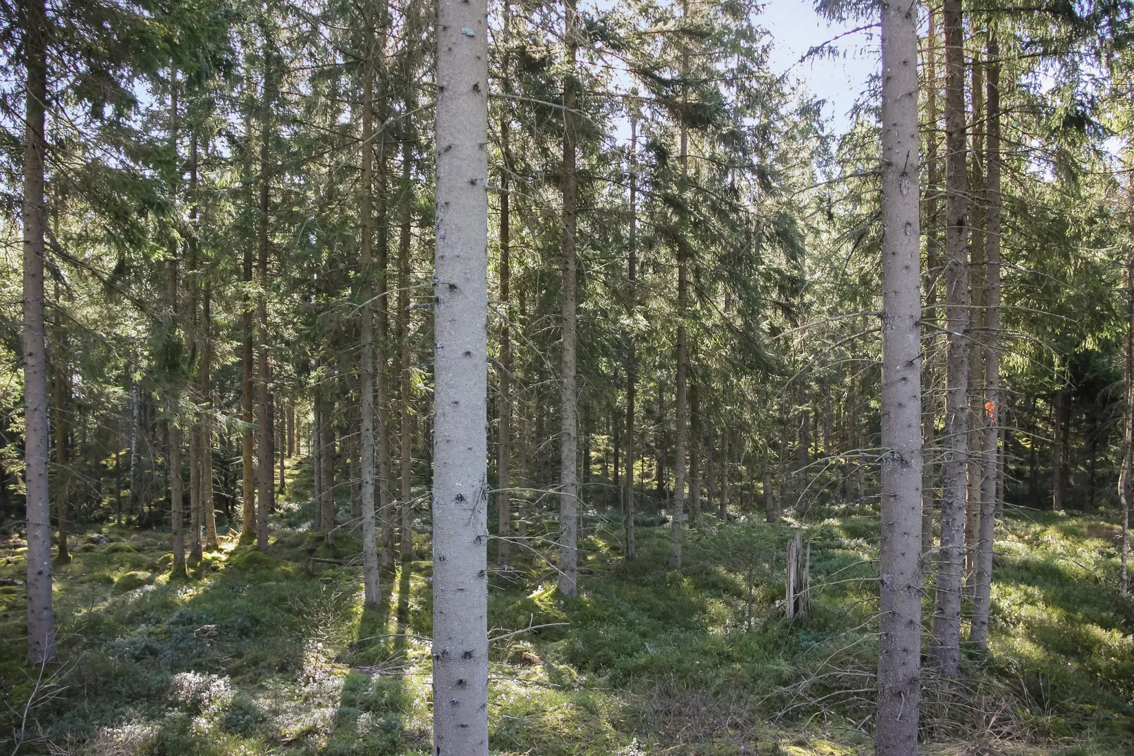 Gård/Skog, Hallaböke 7650, Hallaryd, Älmhult
