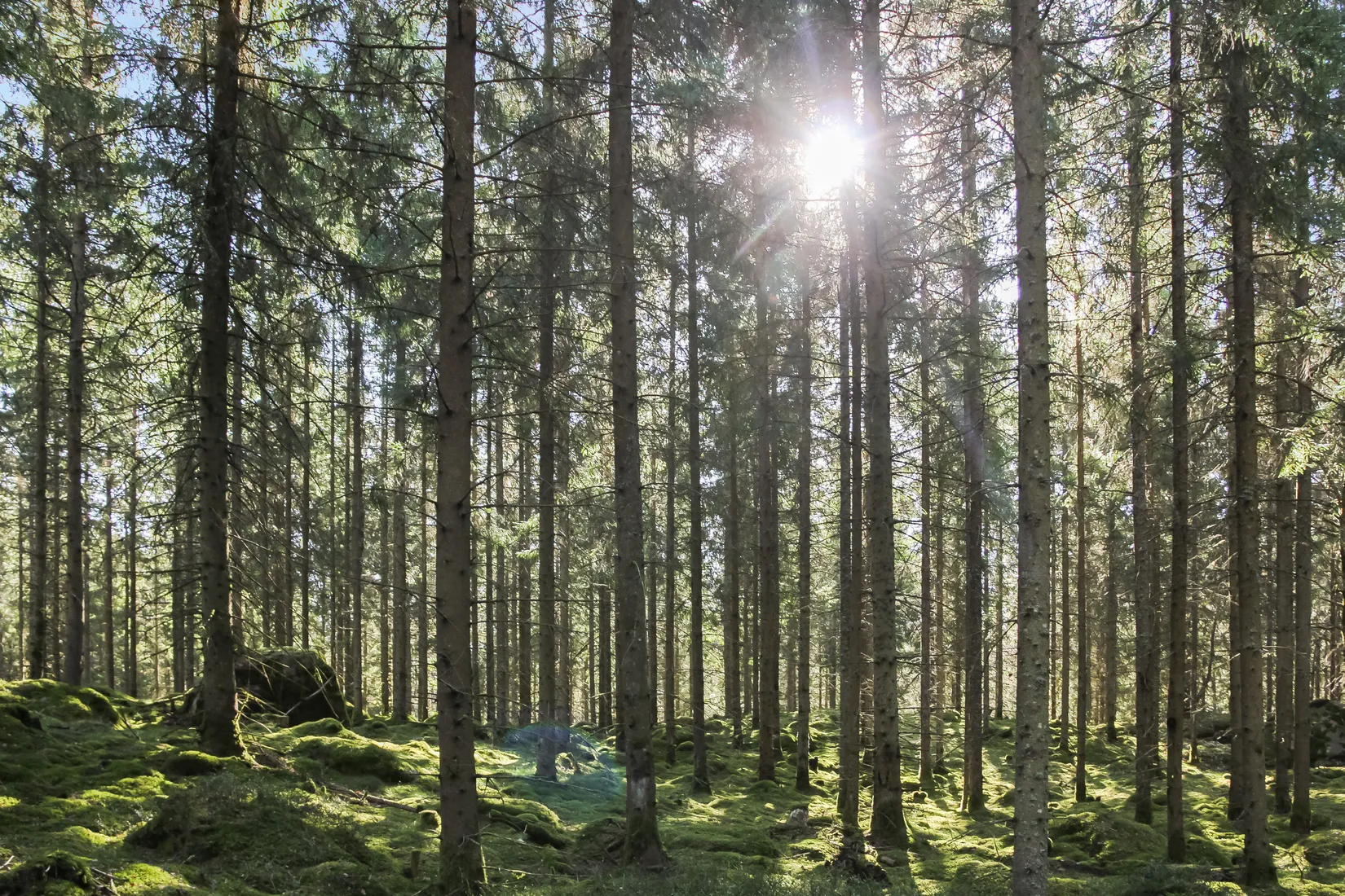 Gård/Skog, Hallaböke 7650, Hallaryd, Älmhult