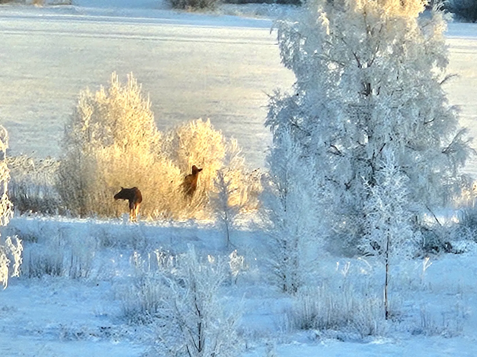 Gård/Skog, Älvesby södra, Hagfors