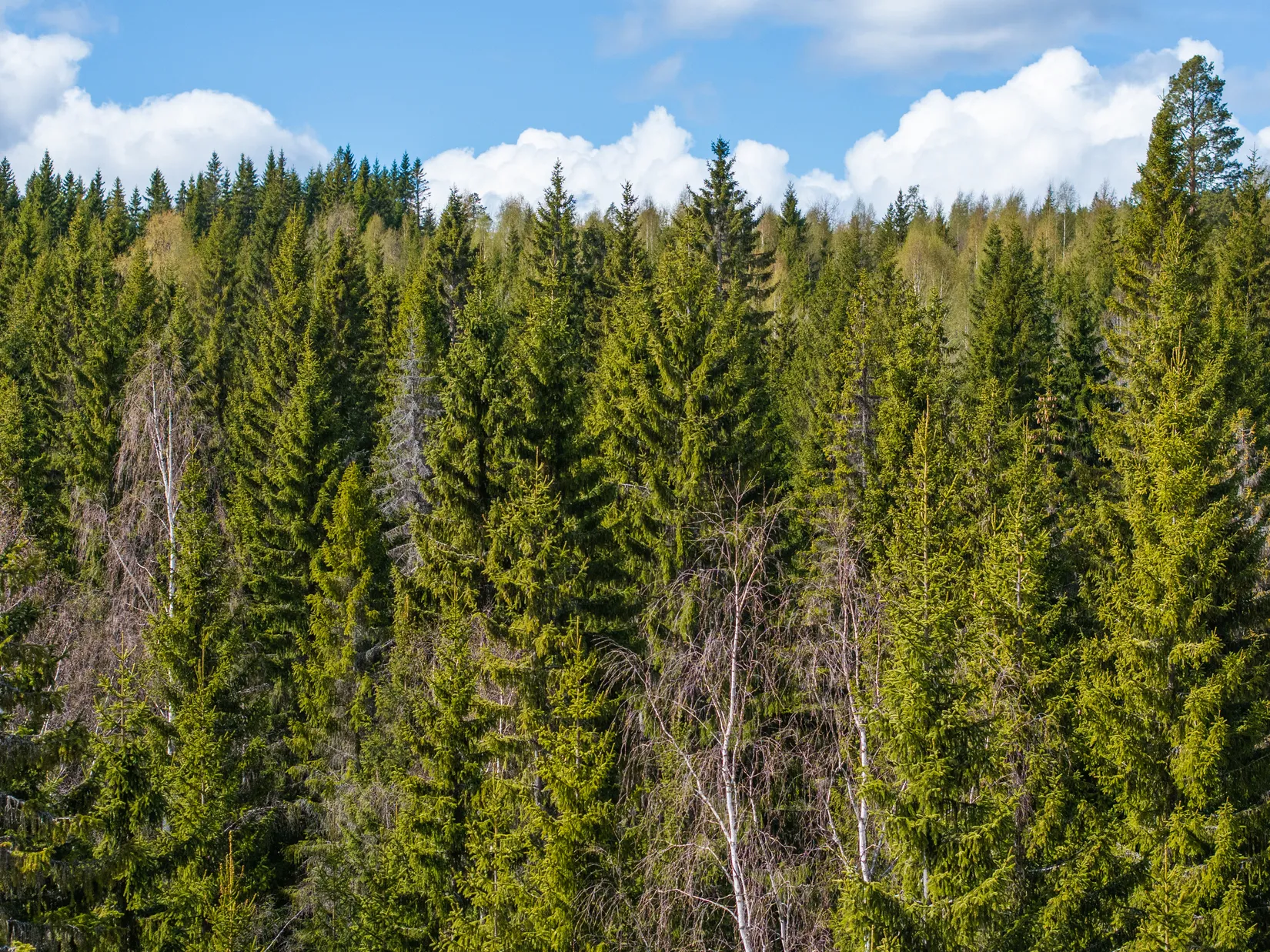 Gård/Skog, Sundsvall Kärvsta 2:38, Stöde, Sundsvall