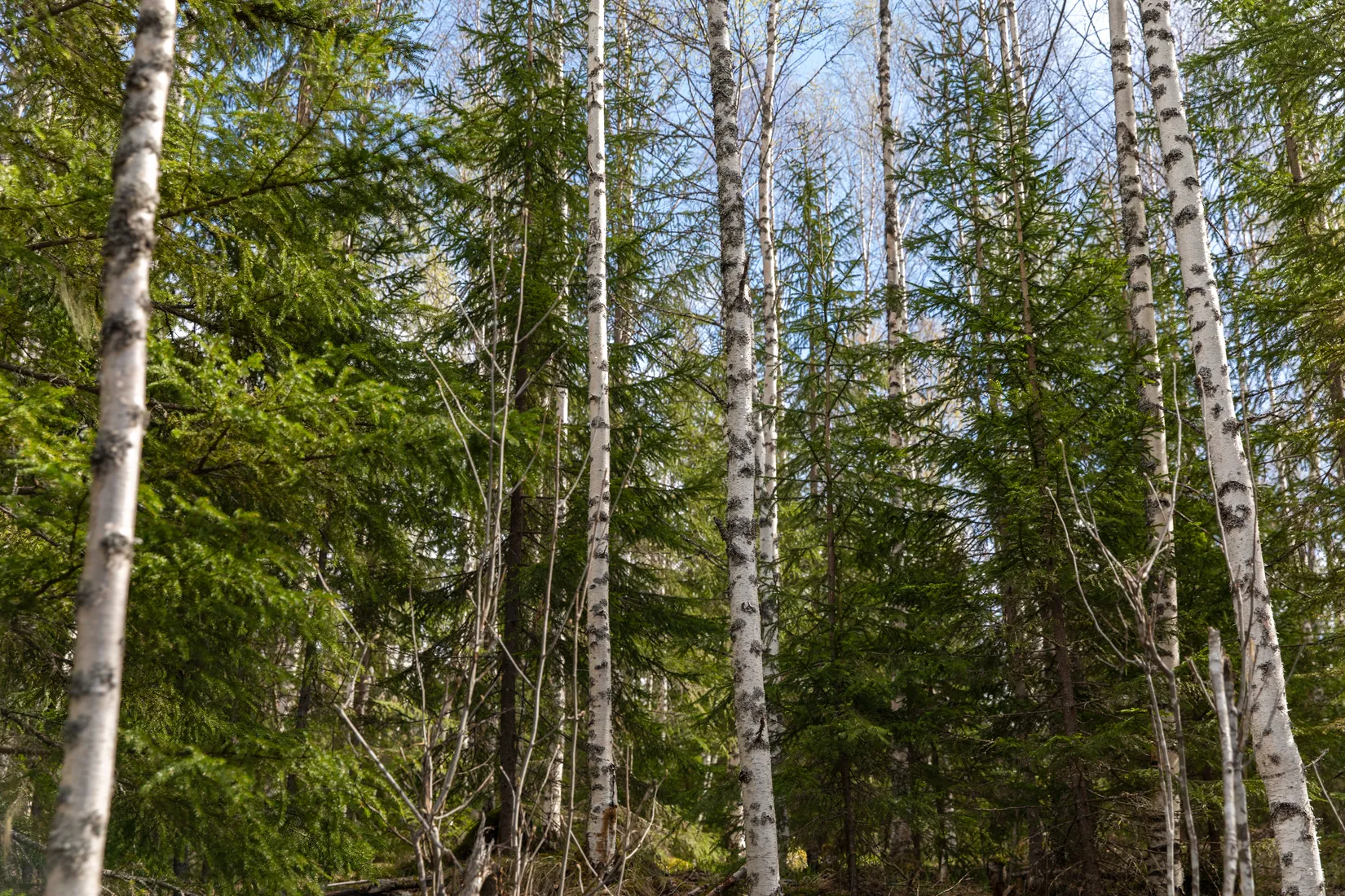 Gård/Skog, Sundsvall Kärvsta 2:38, Stöde, Sundsvall