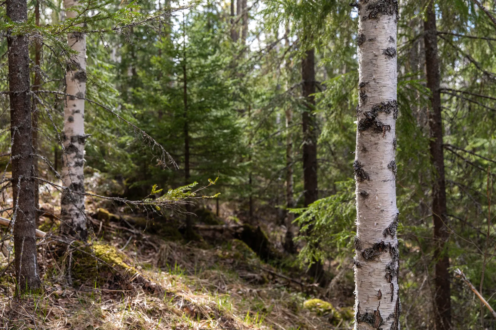 Gård/Skog, Sundsvall Kärvsta 2:38, Stöde, Sundsvall