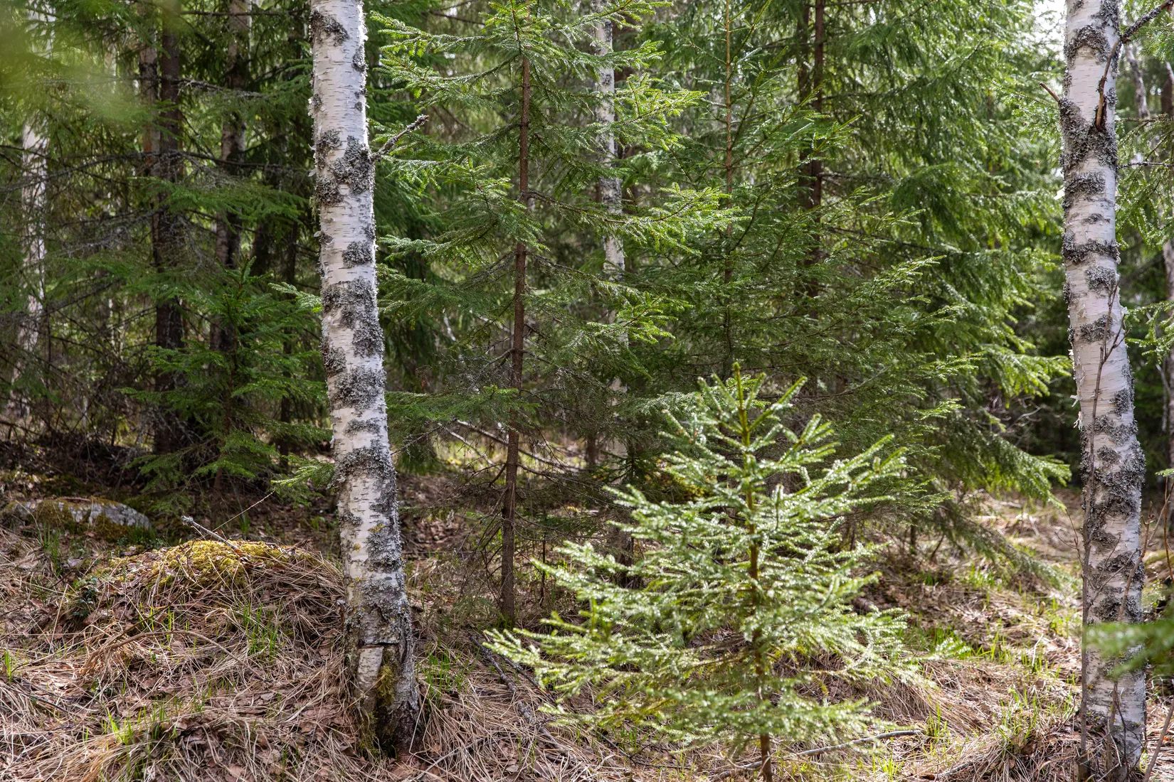 Gård/Skog, Sundsvall Kärvsta 2:38, Stöde, Sundsvall