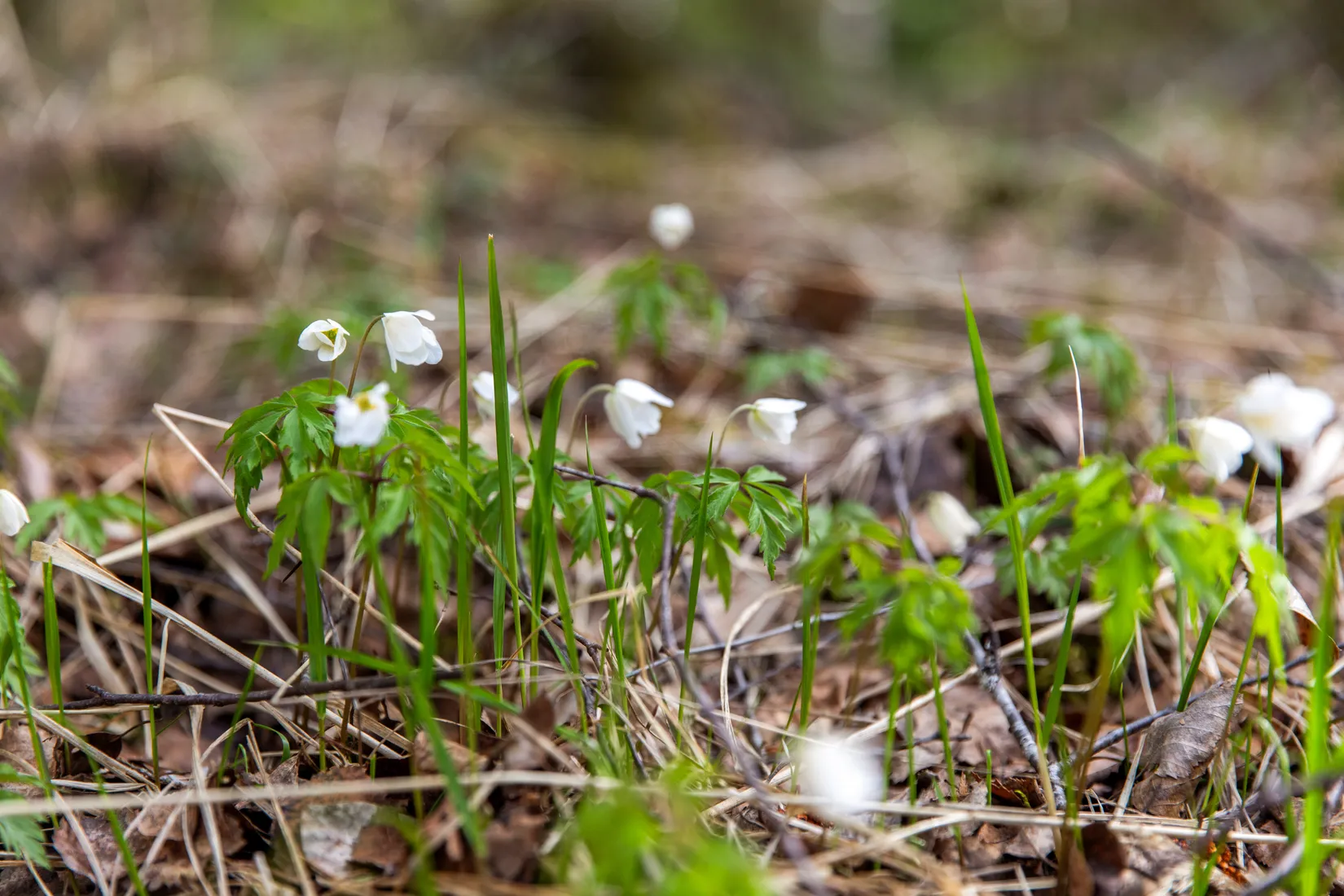 Gård/Skog, Sundsvall Kärvsta 2:38, Stöde, Sundsvall