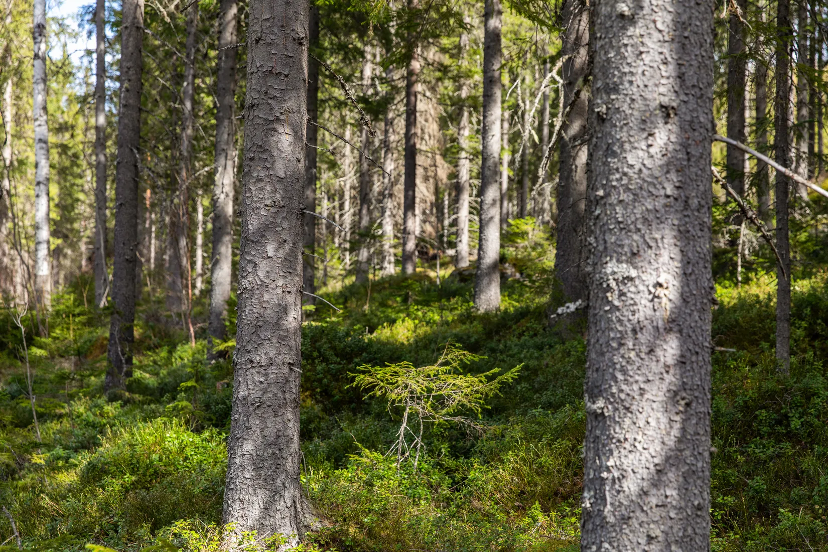 Gård/Skog, Sundsvall Kärvsta 2:38, Stöde, Sundsvall