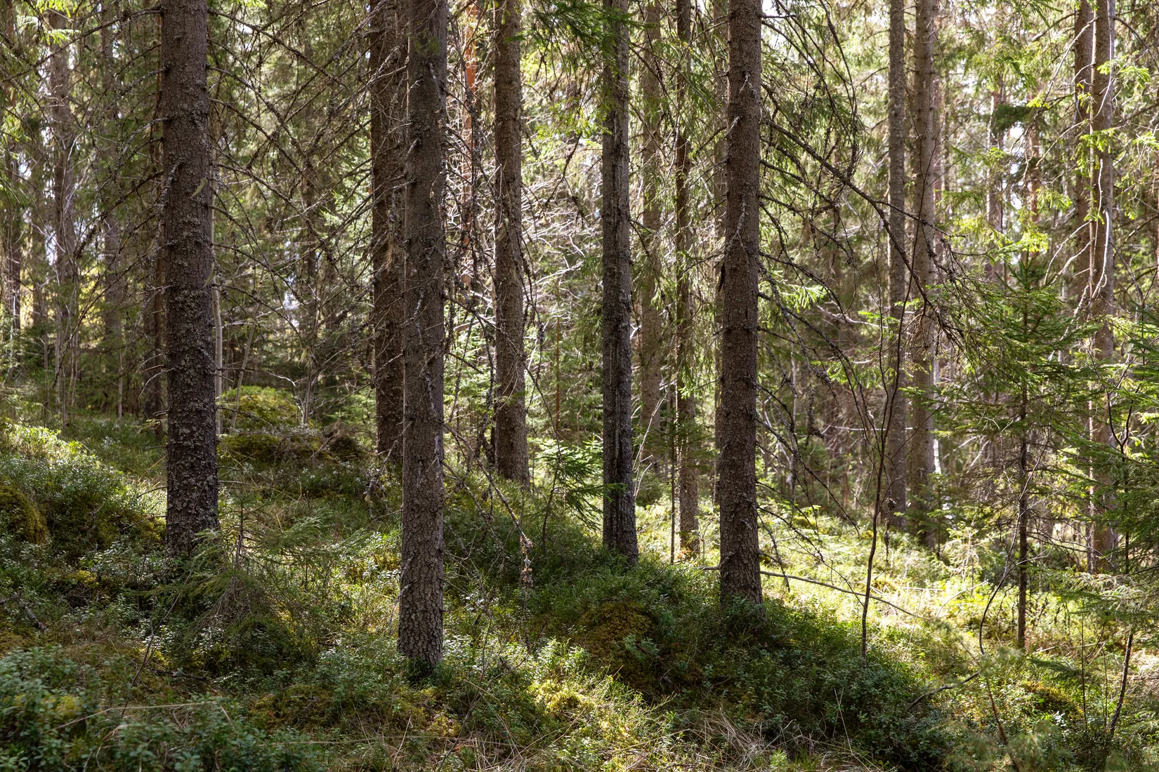 Gård/Skog, Sundsvall Kärvsta 2:38, Stöde, Sundsvall