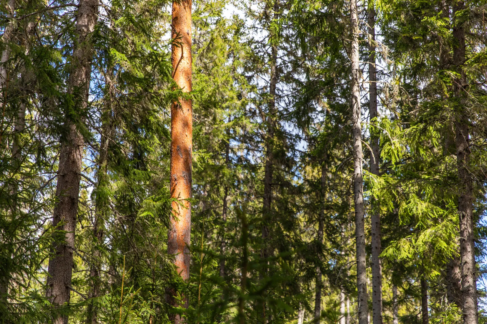 Gård/Skog, Sundsvall Kärvsta 2:38, Stöde, Sundsvall