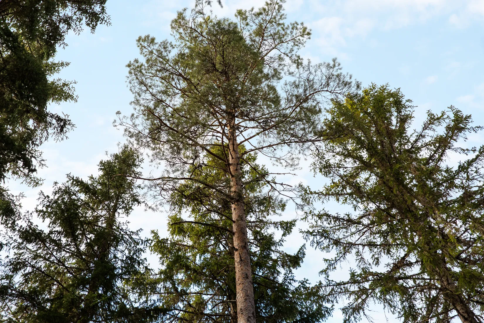 Gård/Skog, Sundsvall Kärvsta 2:38, Stöde, Sundsvall