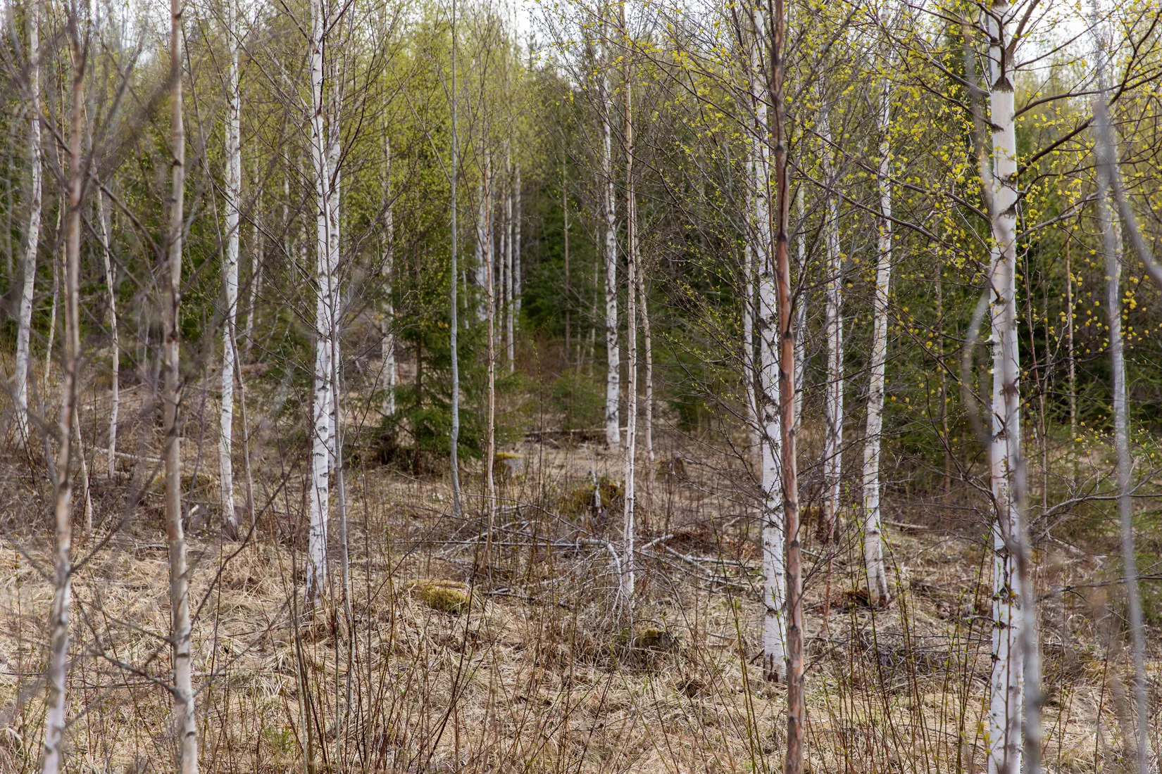 Gård/Skog, Sundsvall Kärvsta 2:38, Stöde, Sundsvall