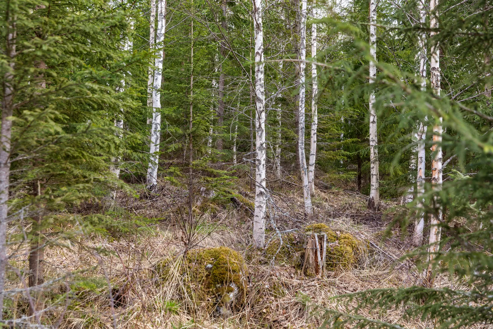 Gård/Skog, Sundsvall Kärvsta 2:38, Stöde, Sundsvall