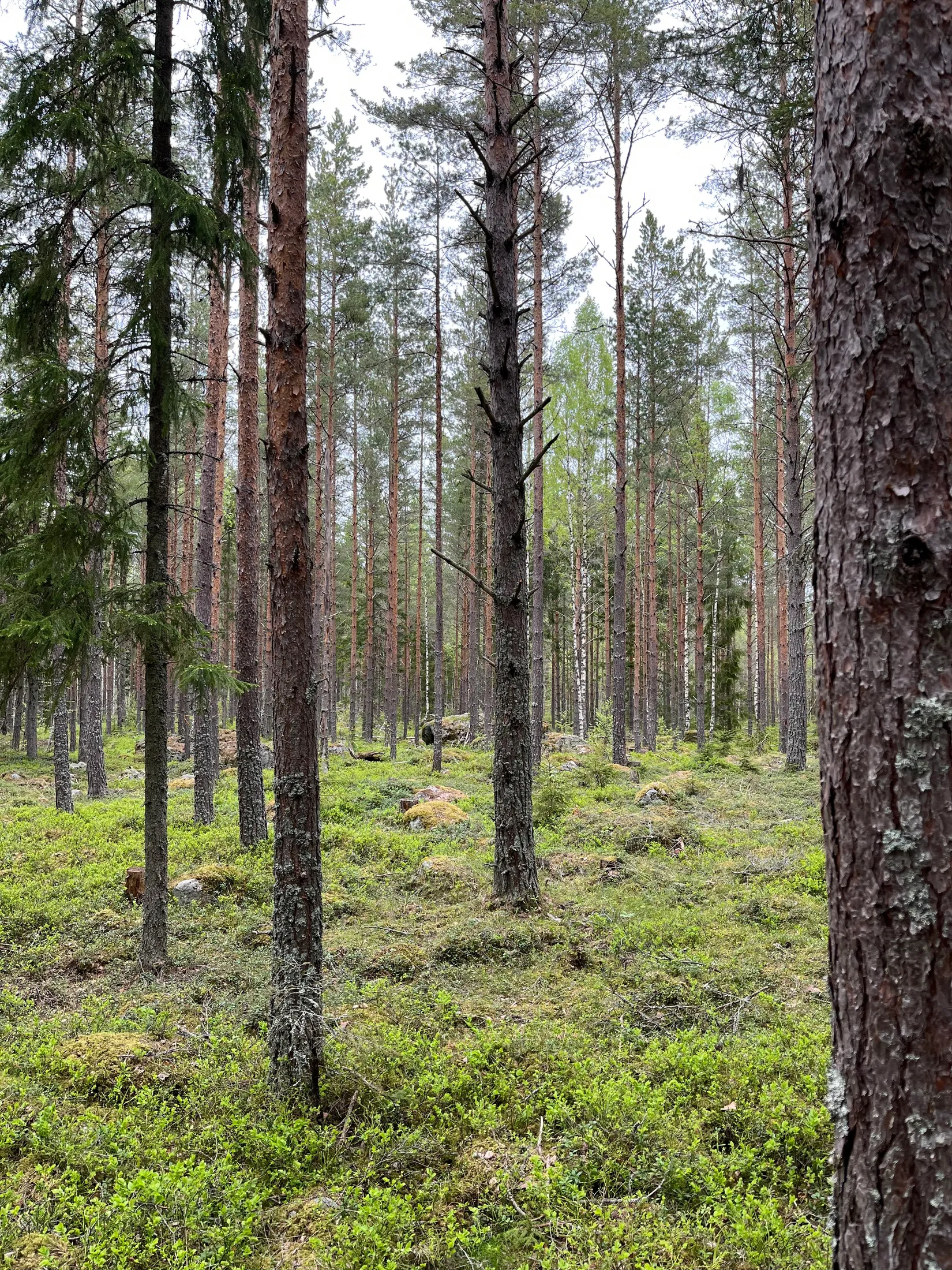 Gård/Skog, GÄVLE VARVA 2:47, Gävle