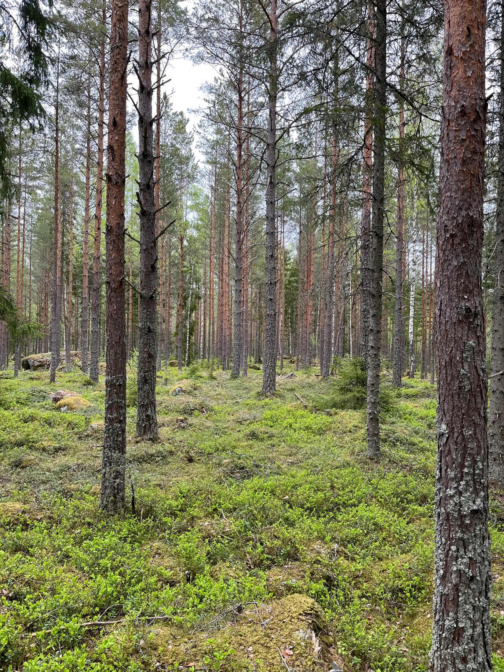 Gård/Skog, GÄVLE VARVA 2:47, Gävle