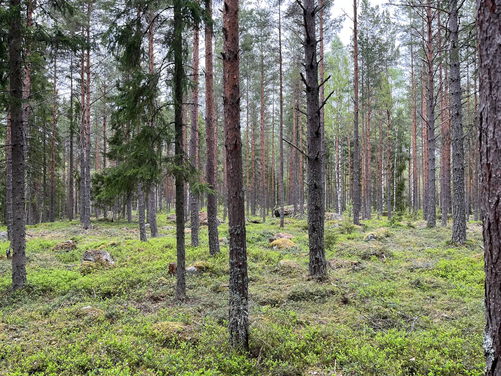 Gård/Skog, GÄVLE VARVA 2:47, Gävle