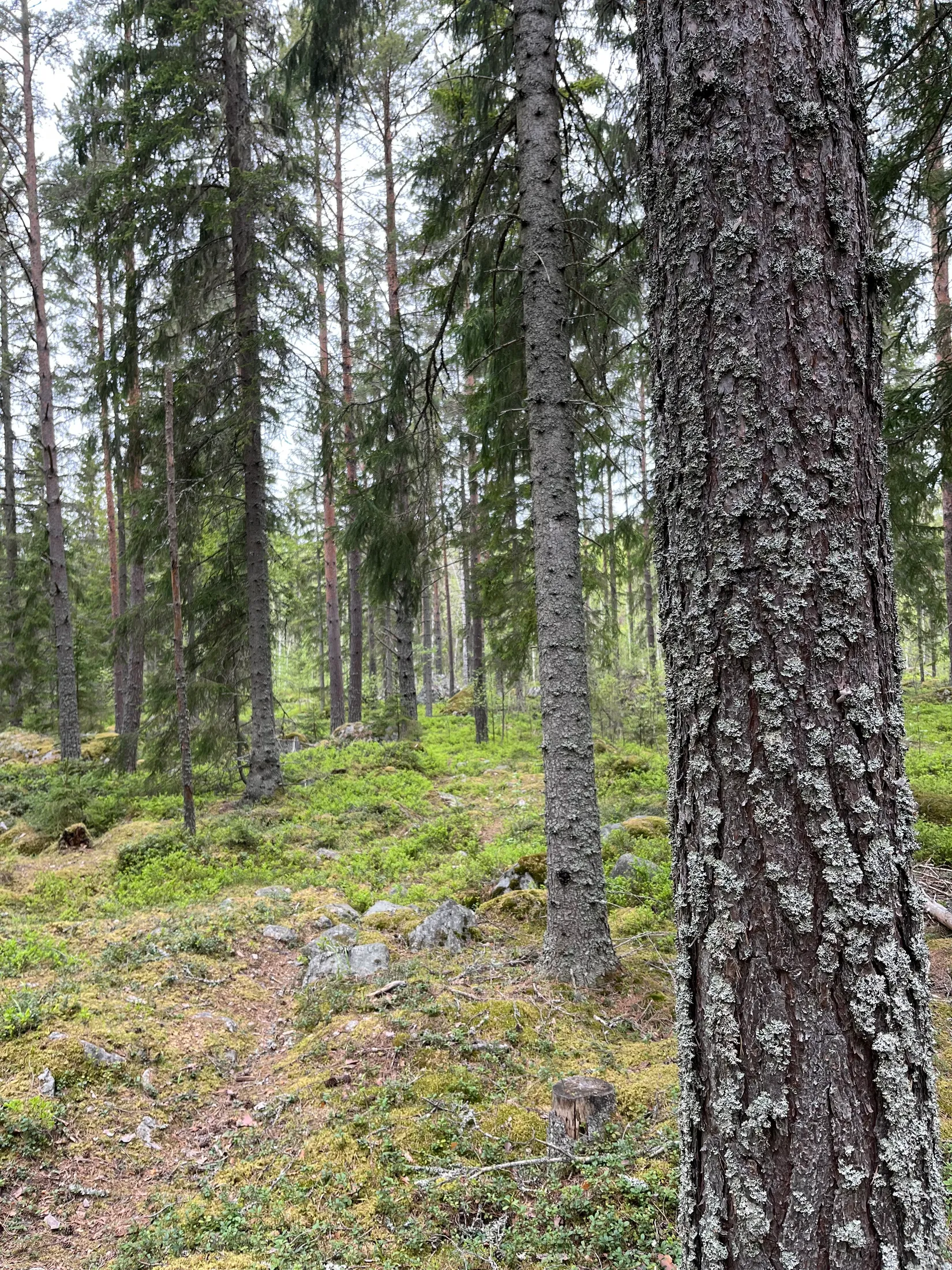 Gård/Skog, GÄVLE VARVA 2:47, Gävle