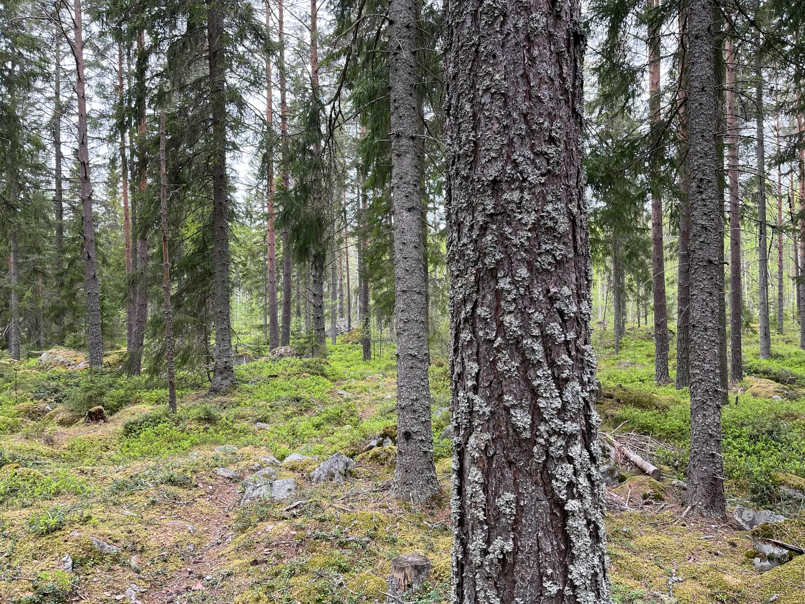 Gård/Skog, GÄVLE VARVA 2:47, Gävle