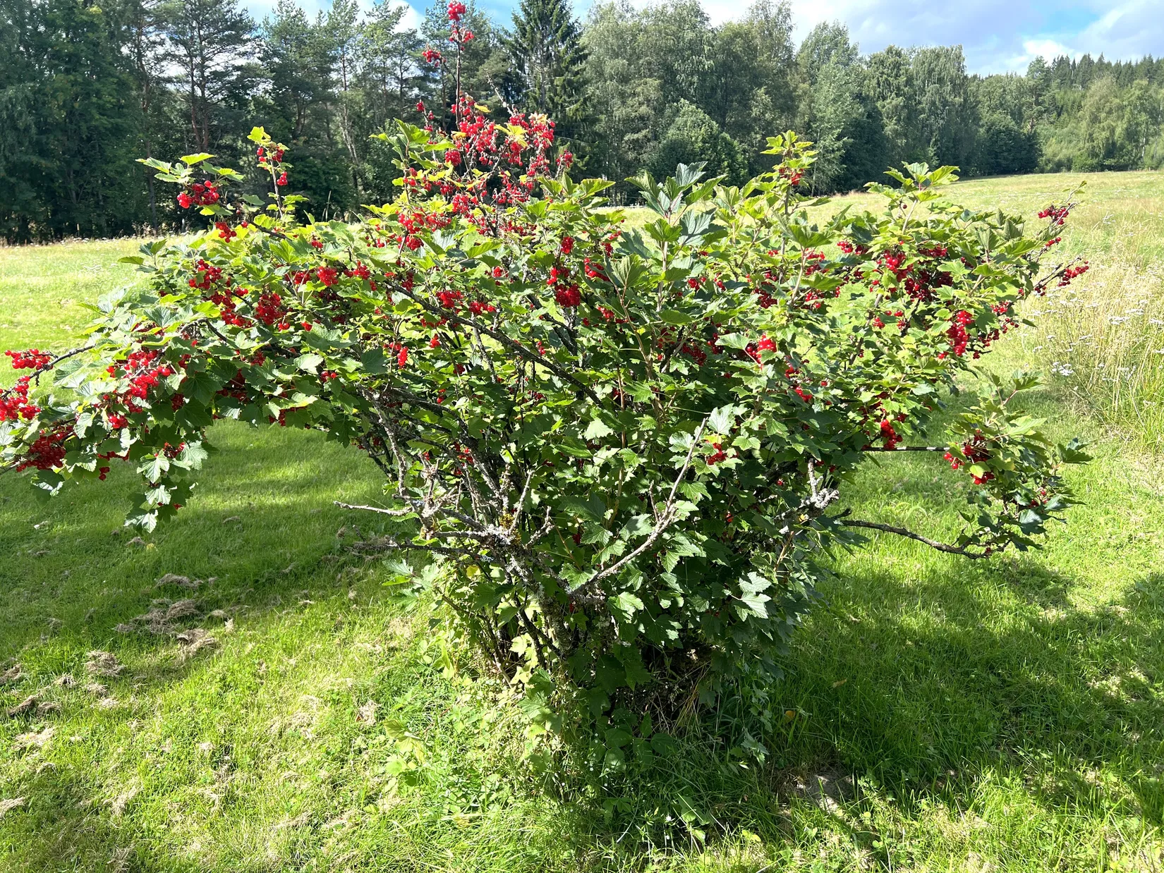Gård/Skog, Duvenäs Norra Bäcken, Hagfors