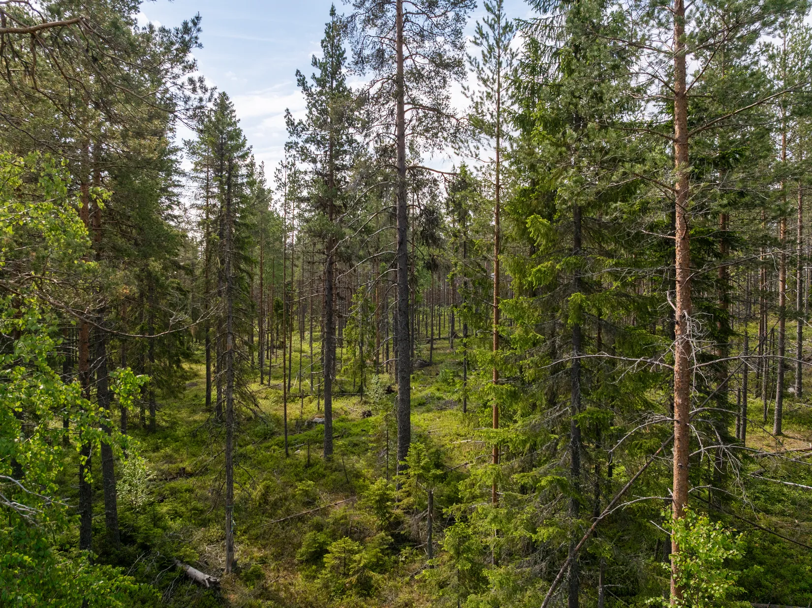 Gård/Skog, Indalsvägen 60, Indal, Sundsvall