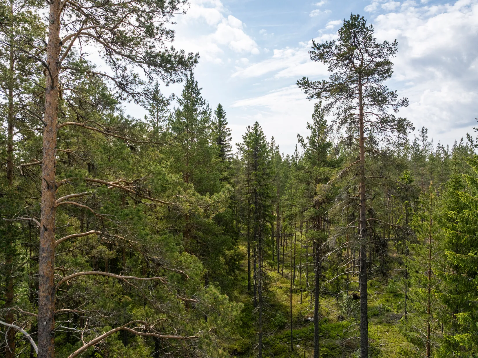 Gård/Skog, Indalsvägen 60, Indal, Sundsvall