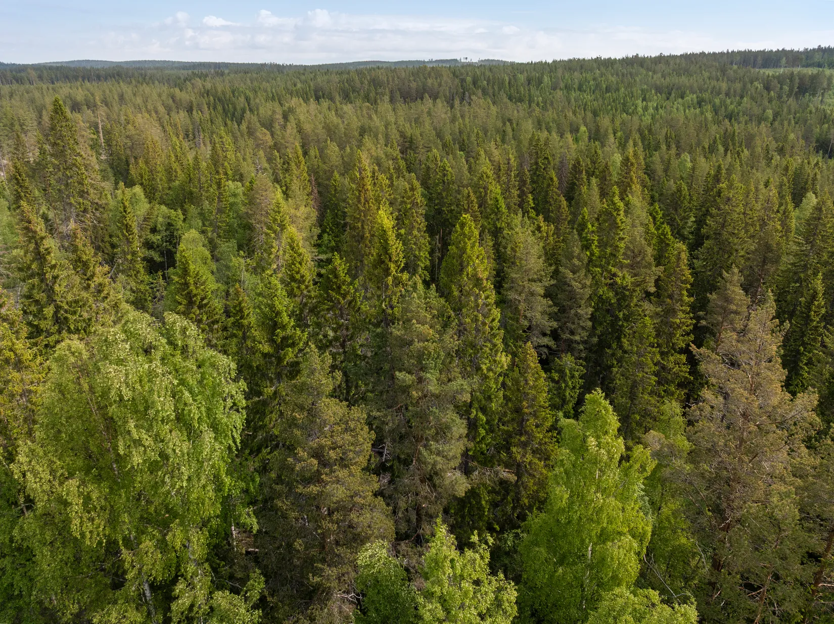 Gård/Skog, Indalsvägen 60, Indal, Sundsvall