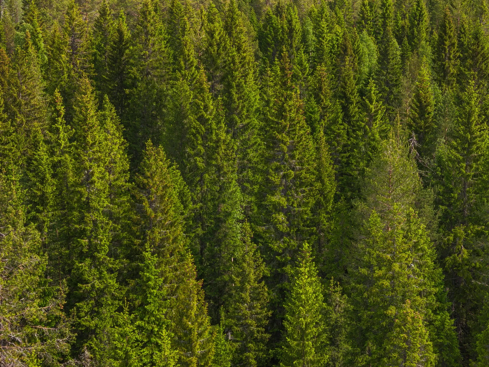 Gård/Skog, Indalsvägen 60, Indal, Sundsvall