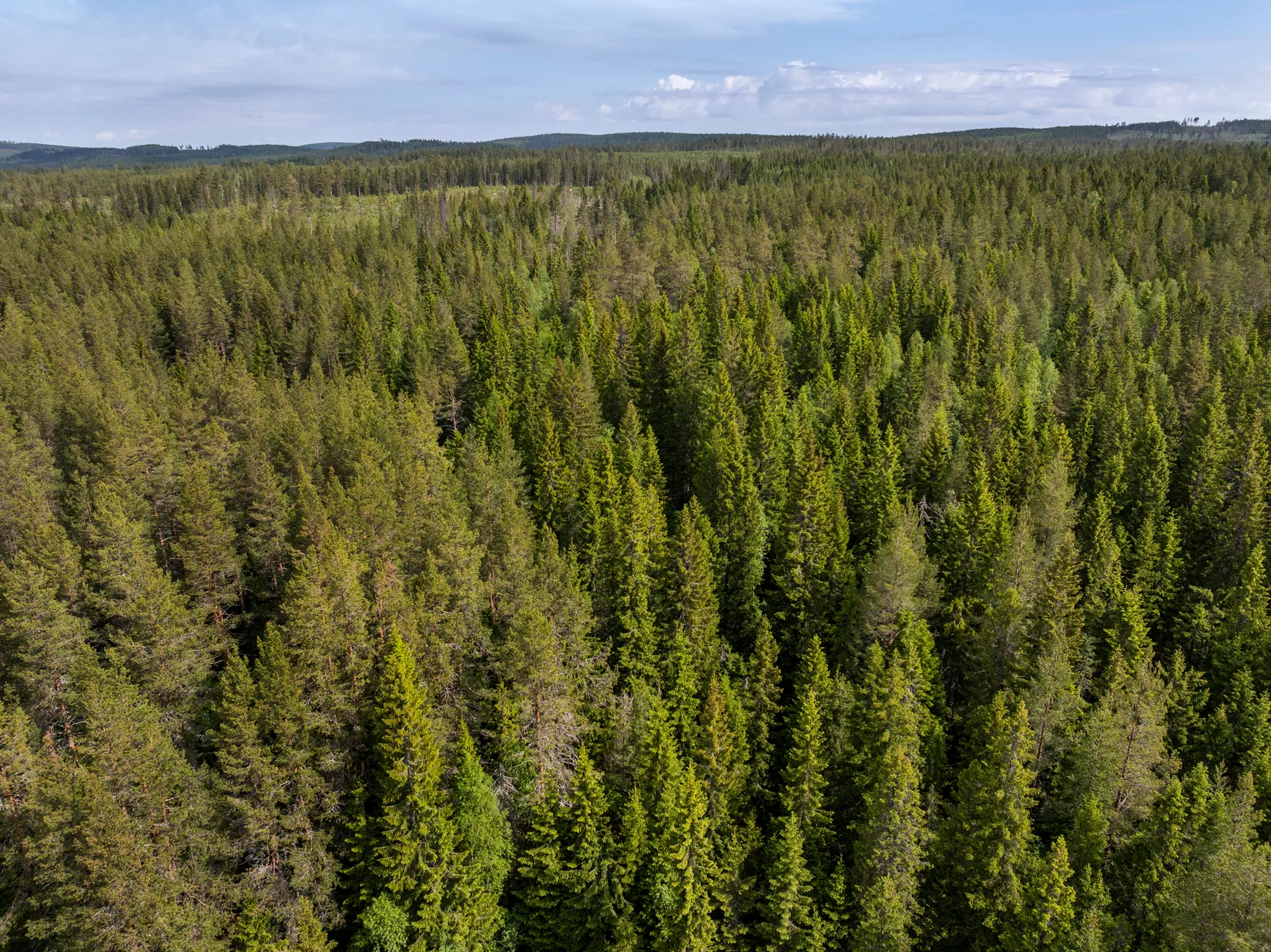 Gård/Skog, Indalsvägen 60, Indal, Sundsvall