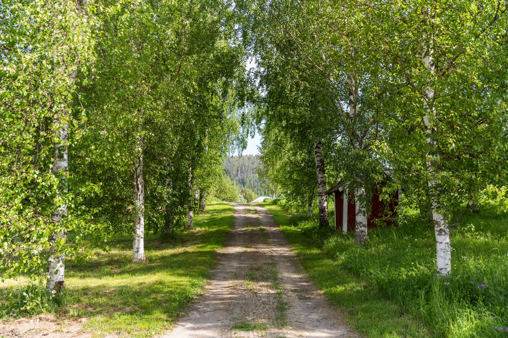 Gård/Skog, Indalsvägen 60, Indal, Sundsvall