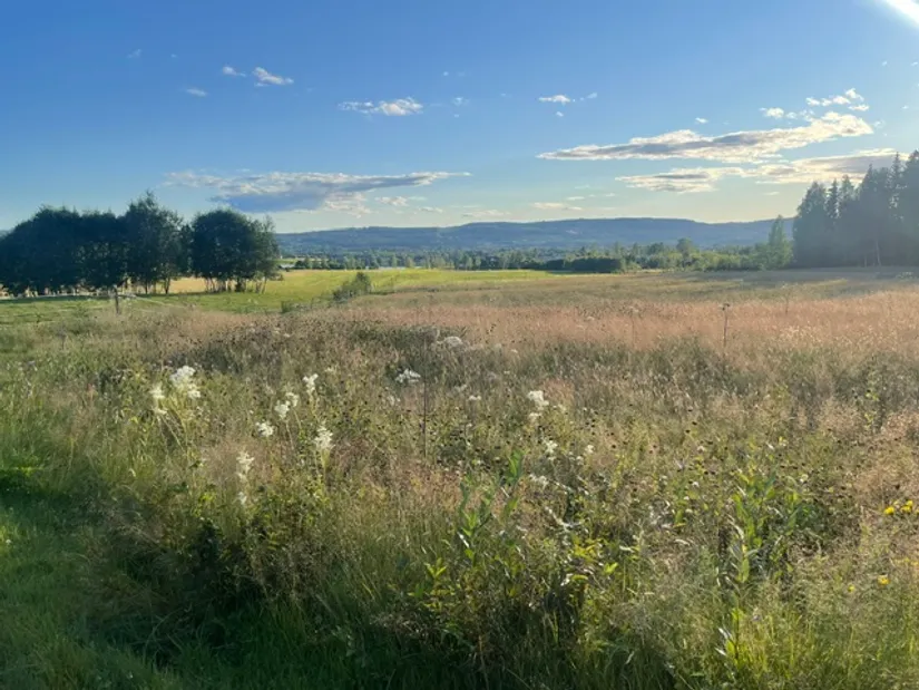 Gård/Skog, Mossberg Bergsäter, Ekshärad, Hagfors