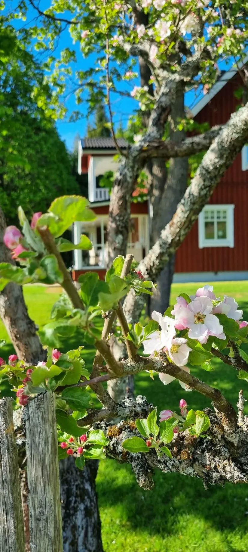 Gård/Skog, Mossberg Bergsäter, Ekshärad, Hagfors