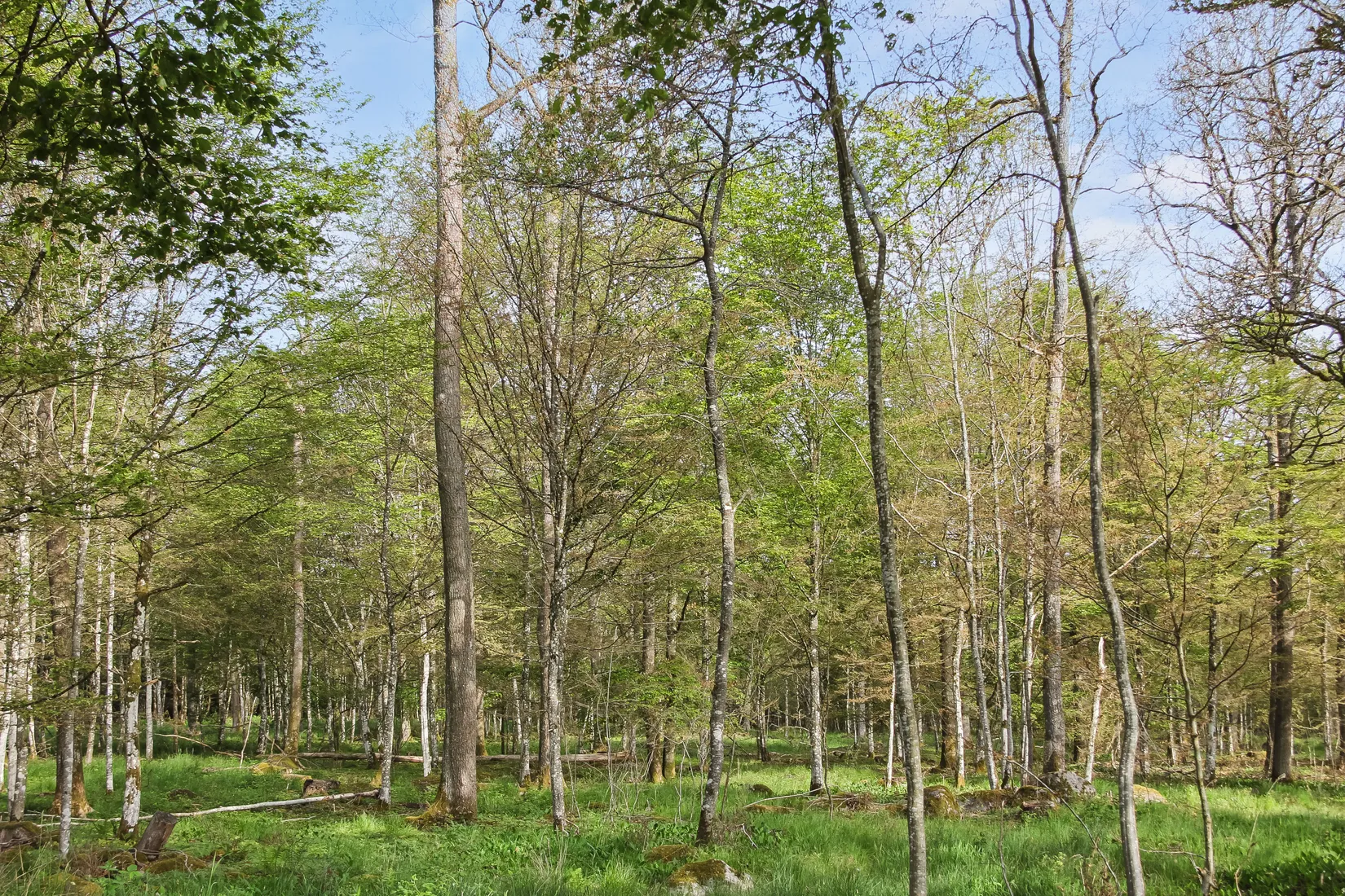 Gård/Skog, Nösdala 6032, Hässleholm