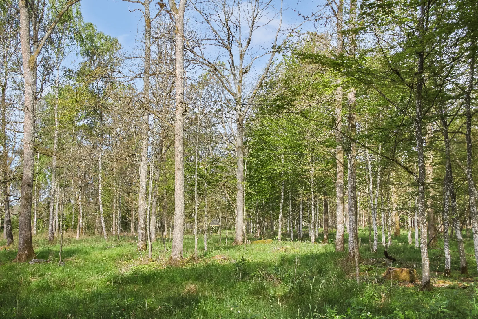 Gård/Skog, Nösdala 6032, Hässleholm