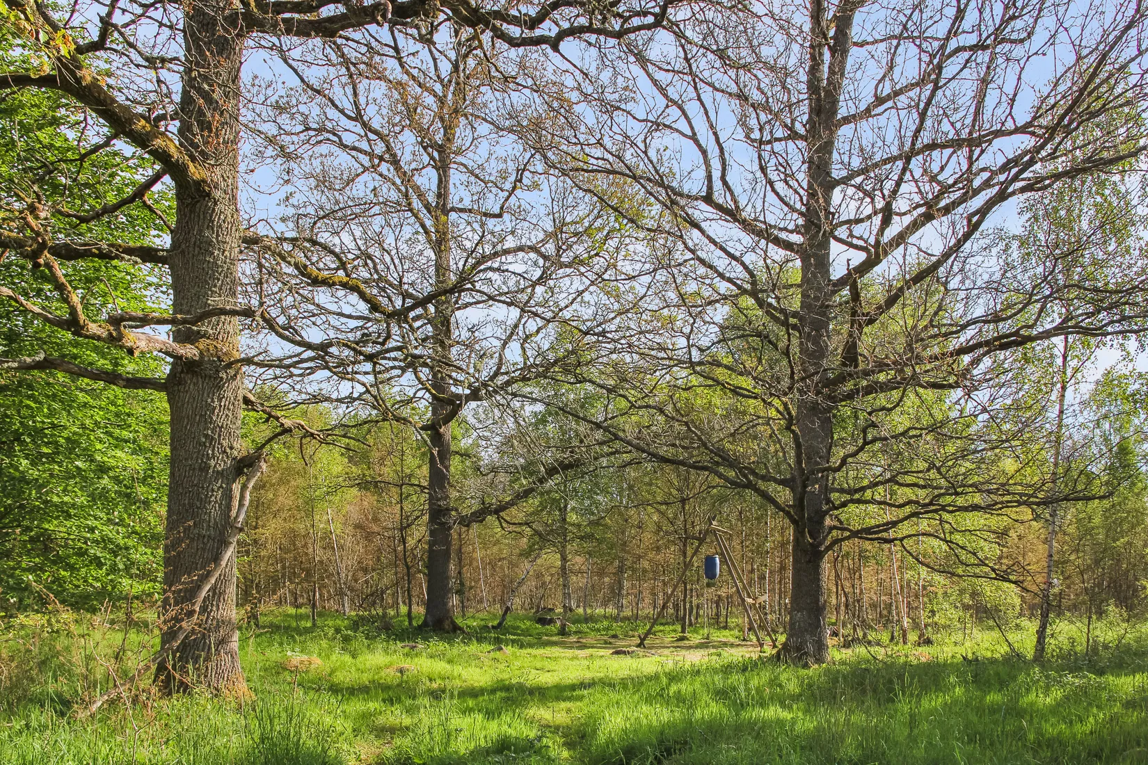 Gård/Skog, Nösdala 6032, Hässleholm