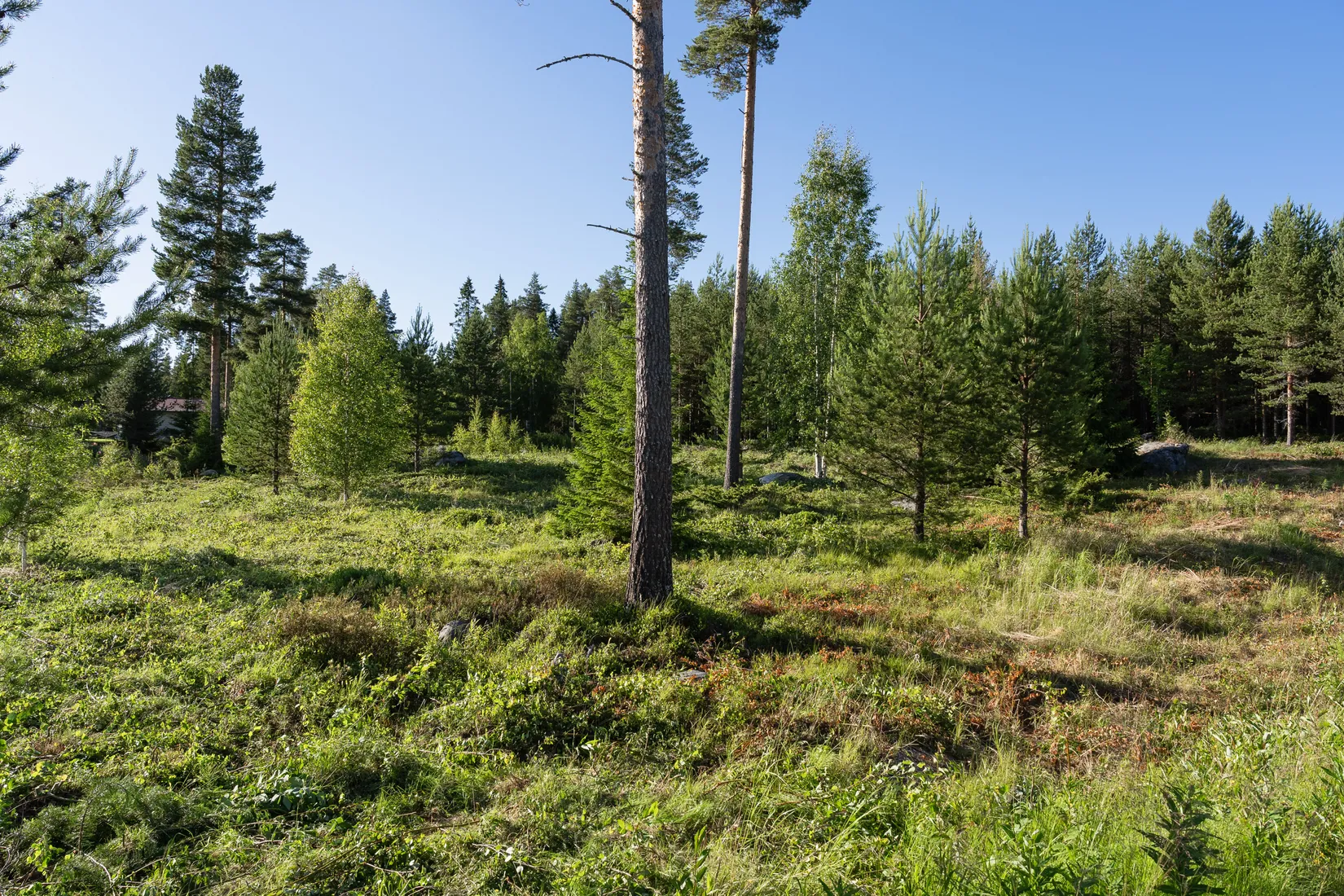 Tomt, Östanbäck 4:78, Östanbäck ut mot kustremsan, Skellefteå