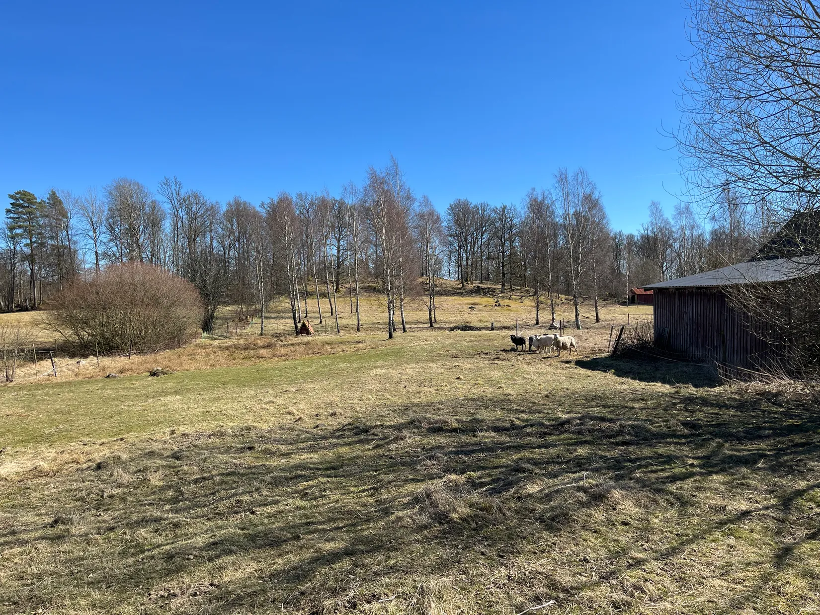 Gård/Skog, Klägghult 2, Kalv, Svenljunga