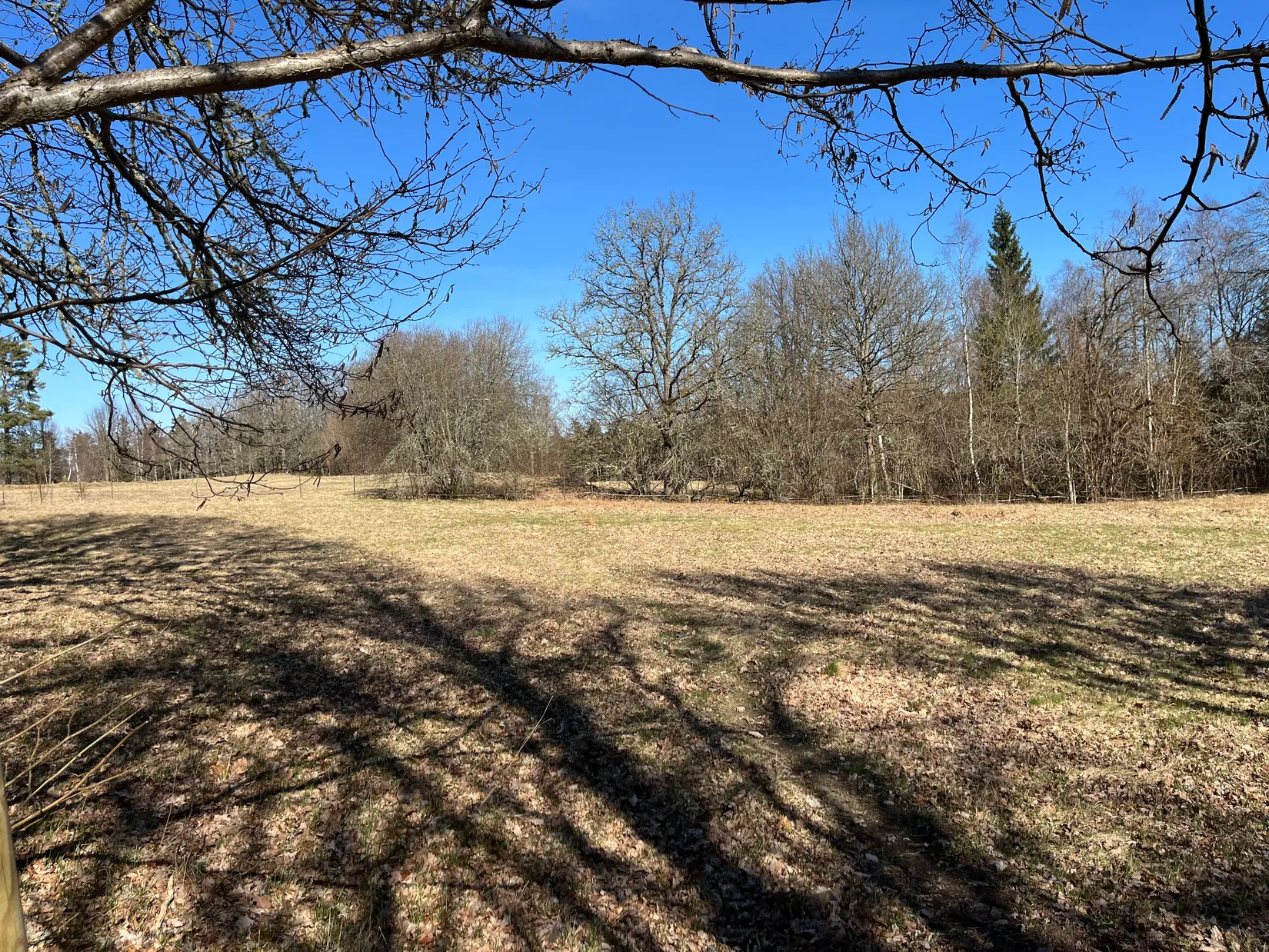 Gård/Skog, Klägghult 2, Kalv, Svenljunga