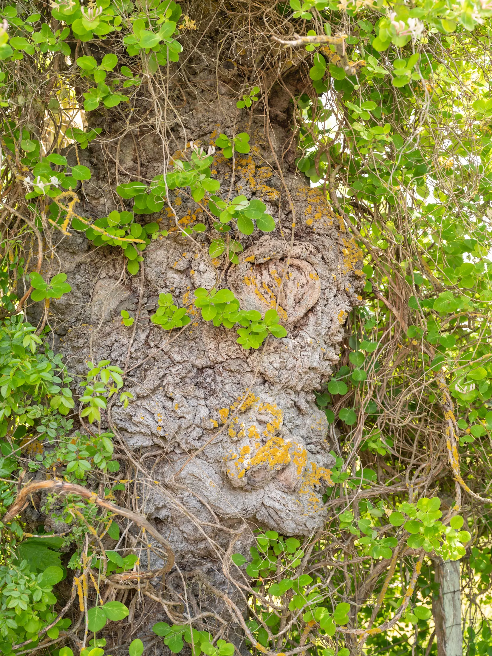 Fritidshus, Akebäck Smiss 135, Akebäck, Gotland