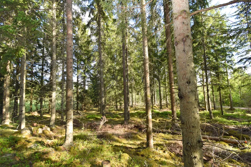 Gård/Skog, Fotabol 25, Småland, Älmhult