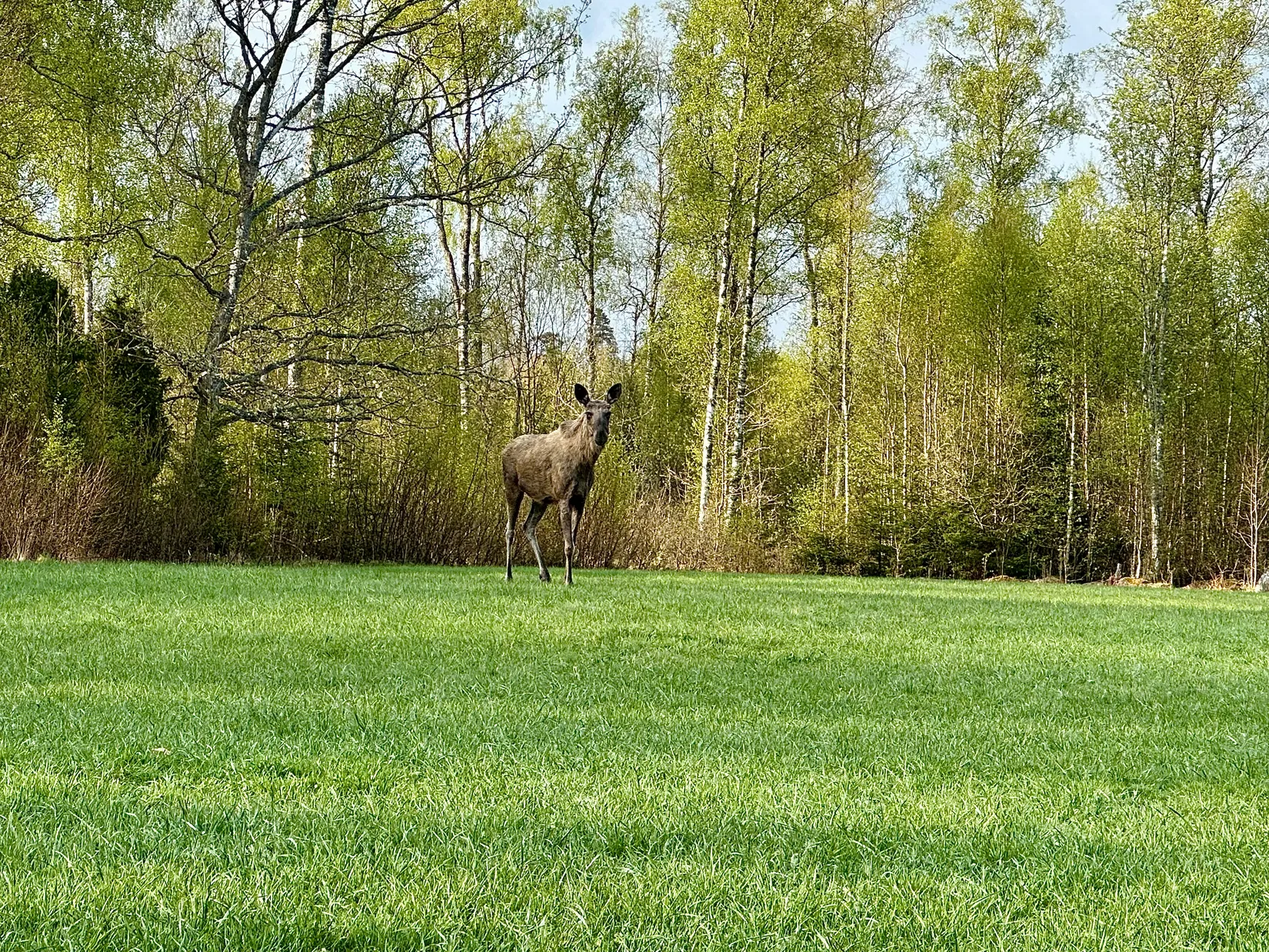 Gård/Skog, Fotabol 25, Småland, Älmhult