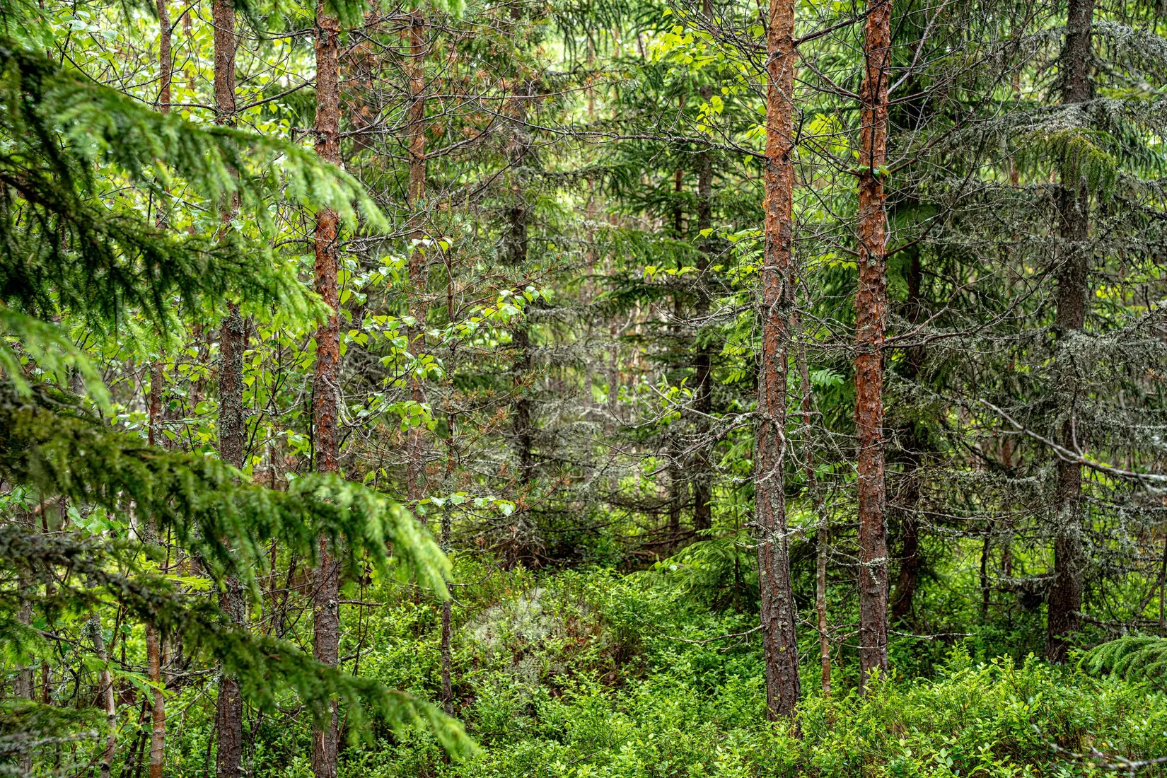 Gård/Skog, Örnsköldsvik Norrgissjö 3:5, Norrgissjö, Örnsköldsvik