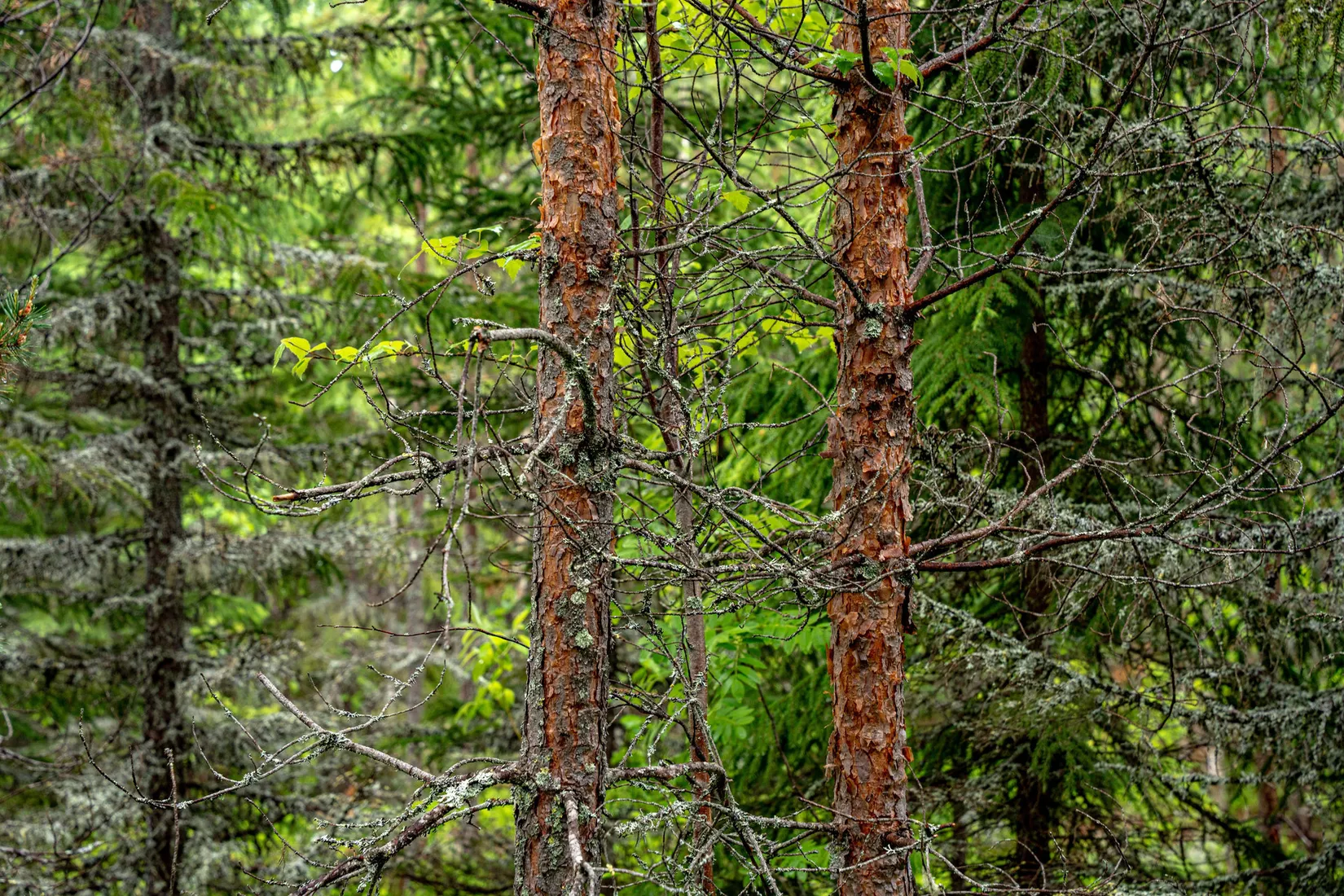 Gård/Skog, Örnsköldsvik Norrgissjö 3:5, Norrgissjö, Örnsköldsvik